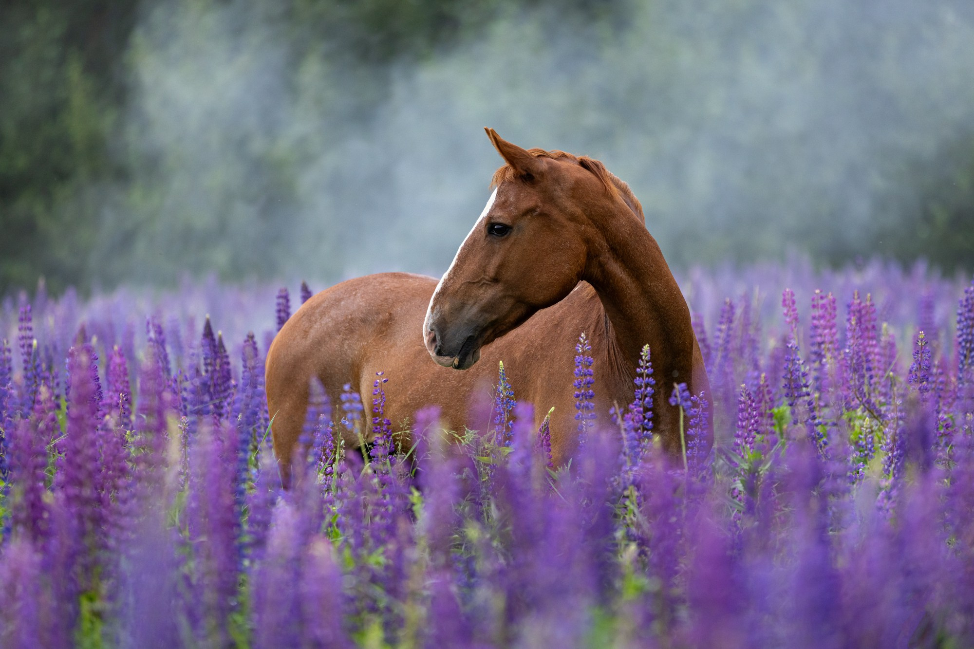 Лошади (разное). ESHE_PHOTO Фотограф в Москве и Московской области