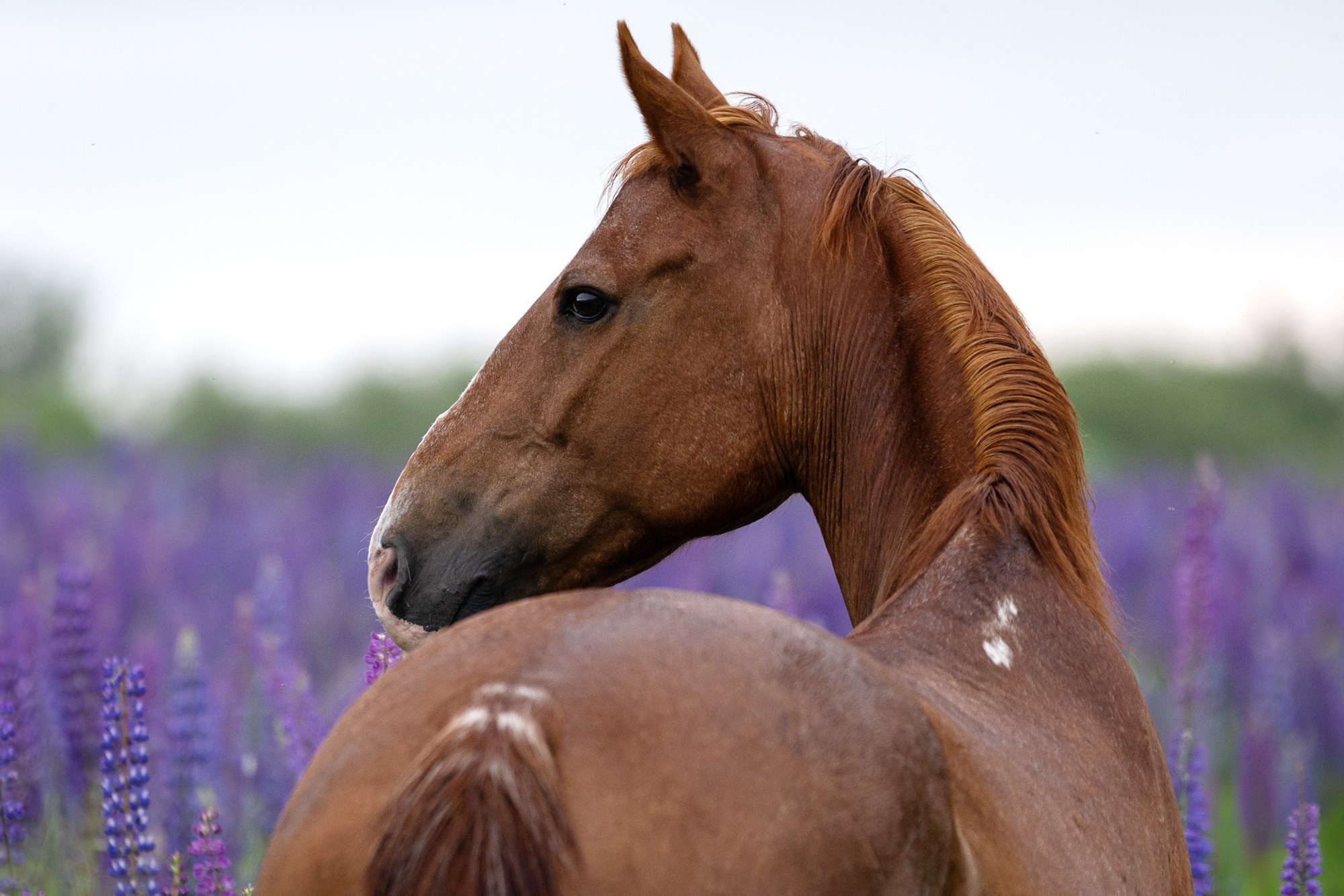 Лошади (разное). ESHE_PHOTO Фотограф в Москве и Московской области