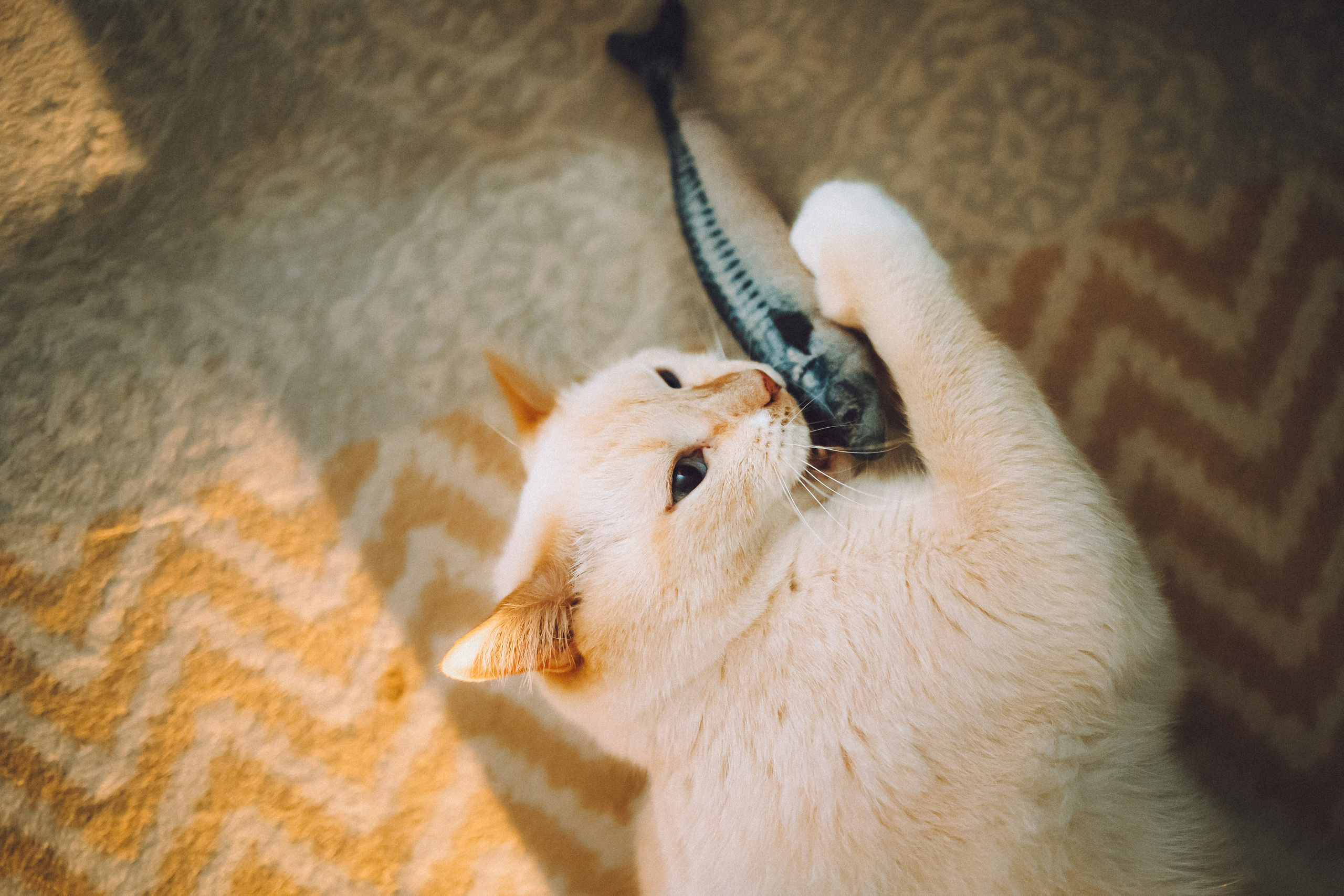 Топик и его семья