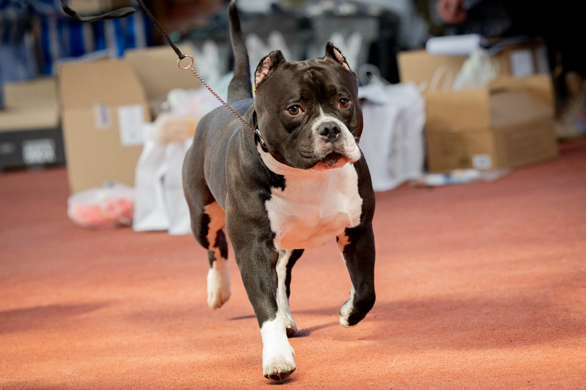 IDBC. Виктория Михайловская. Фотограф-анималист. Москва