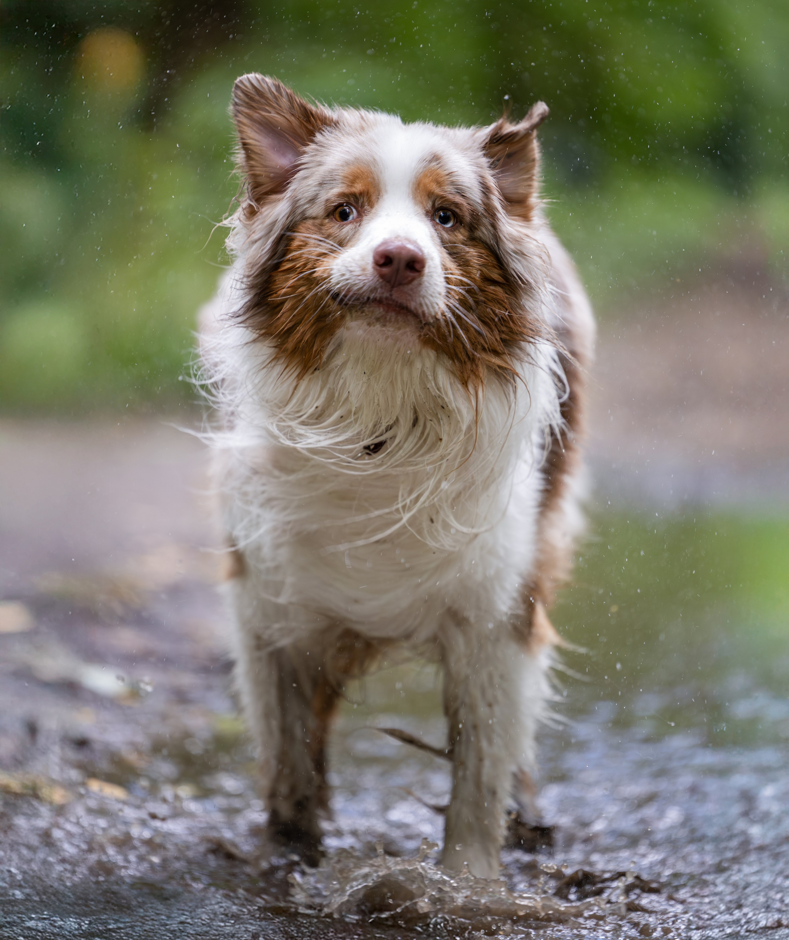 Макс и Сезам. Виктория Михайловская. Фотограф-анималист. Москва