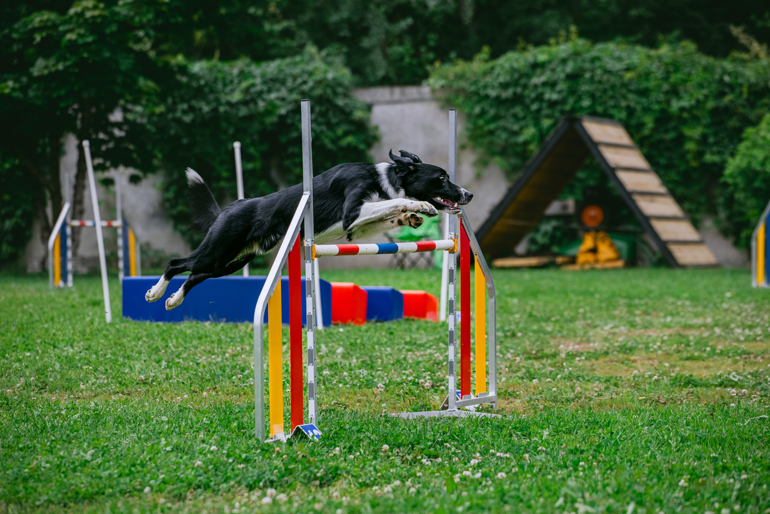 Соревнования по аджилити Долгопрудный 30.06.2025. Фотограф-анималист Татьяна Степанова