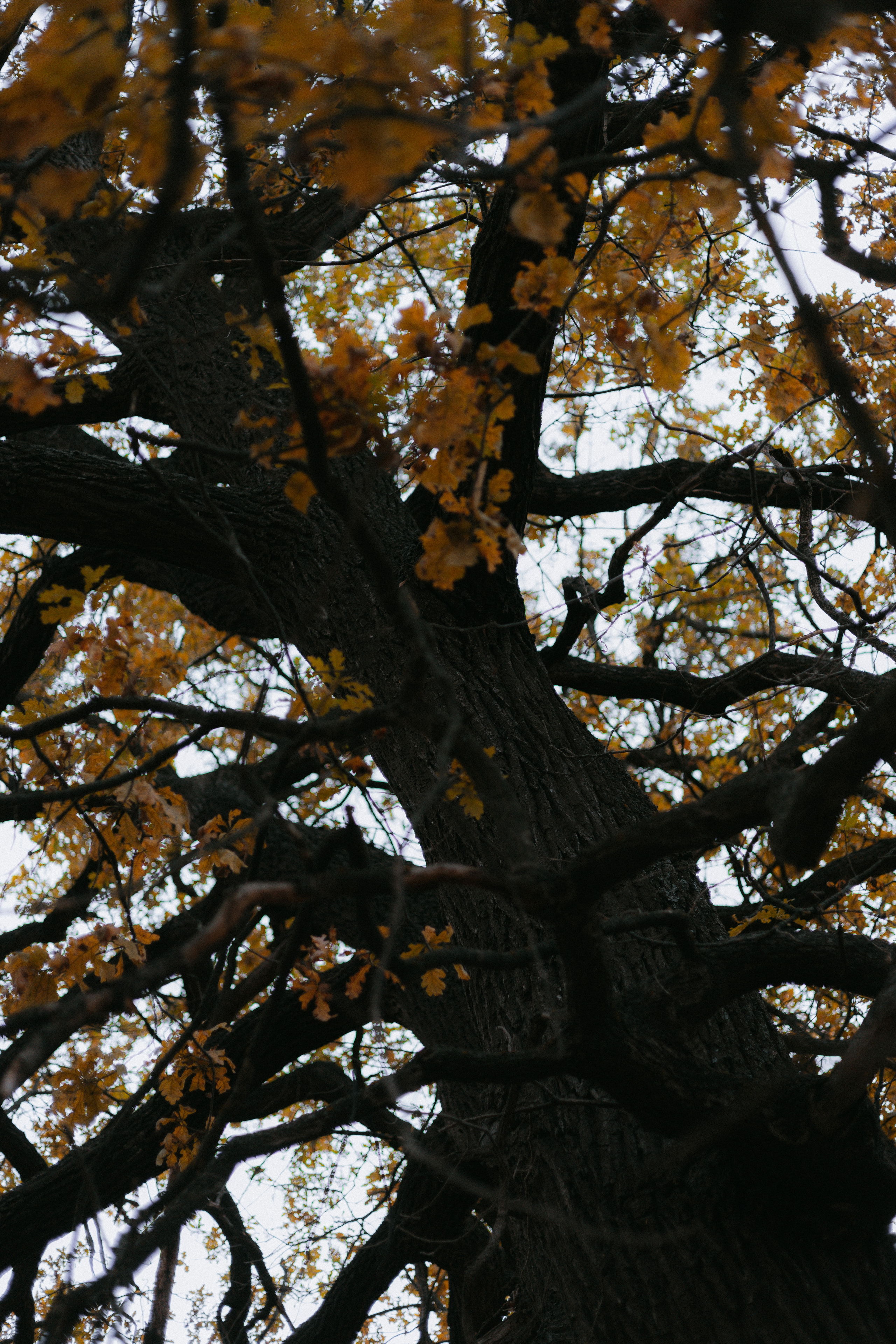 Дмитрий и Юлия. Ланемец Юлия — фотограф Волгоград/Волжский