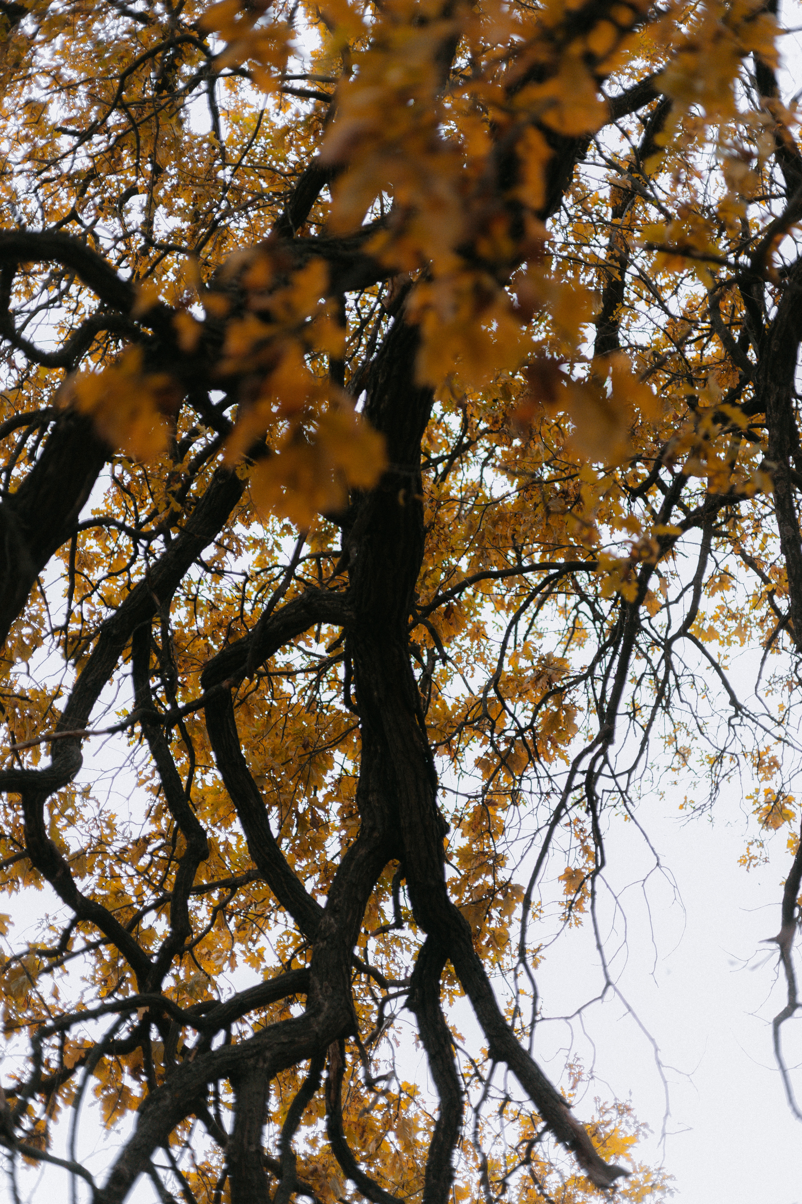 Дмитрий и Юлия. Ланемец Юлия — фотограф Волгоград/Волжский