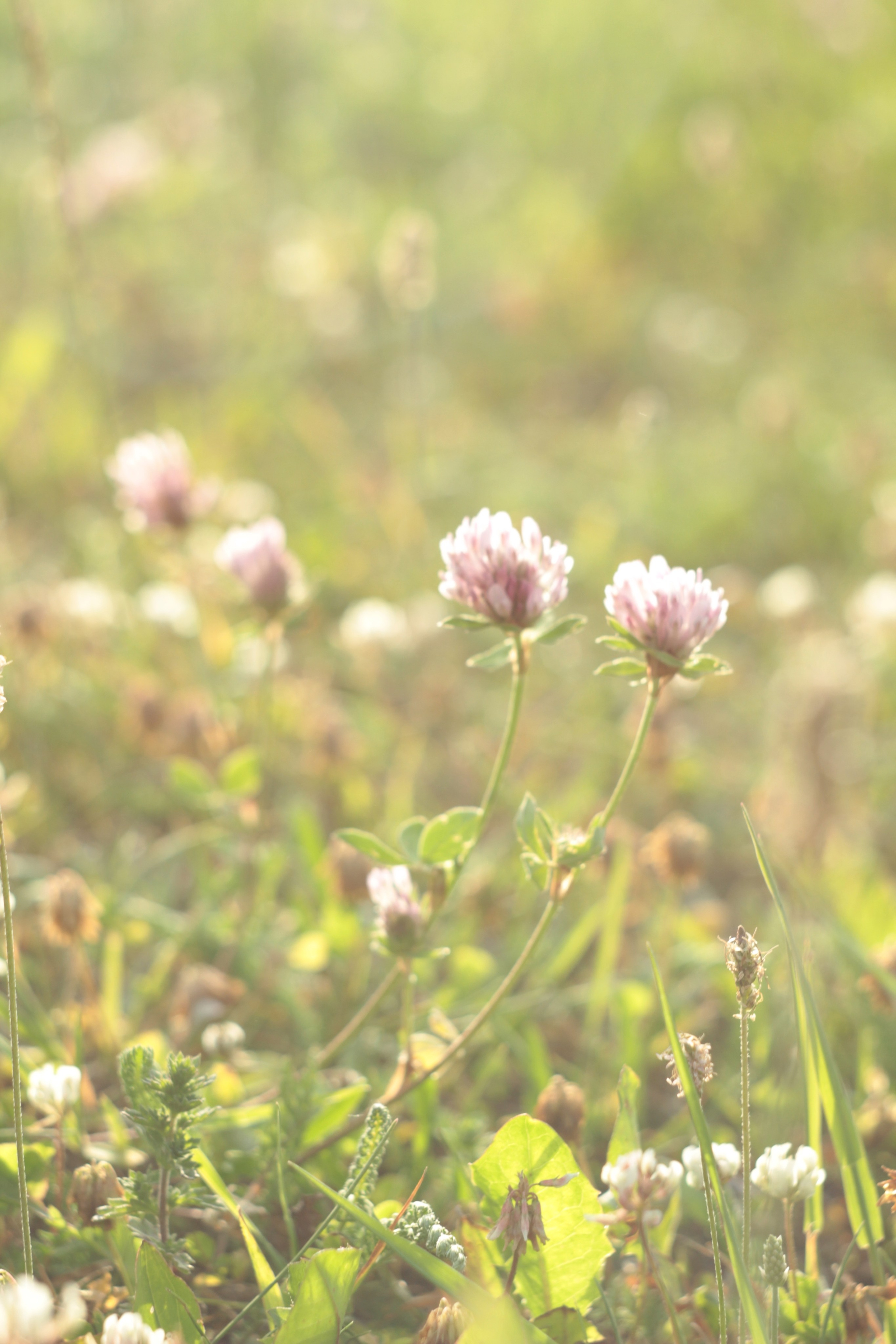 Вне студии. Фотограф Светлана Заплатина