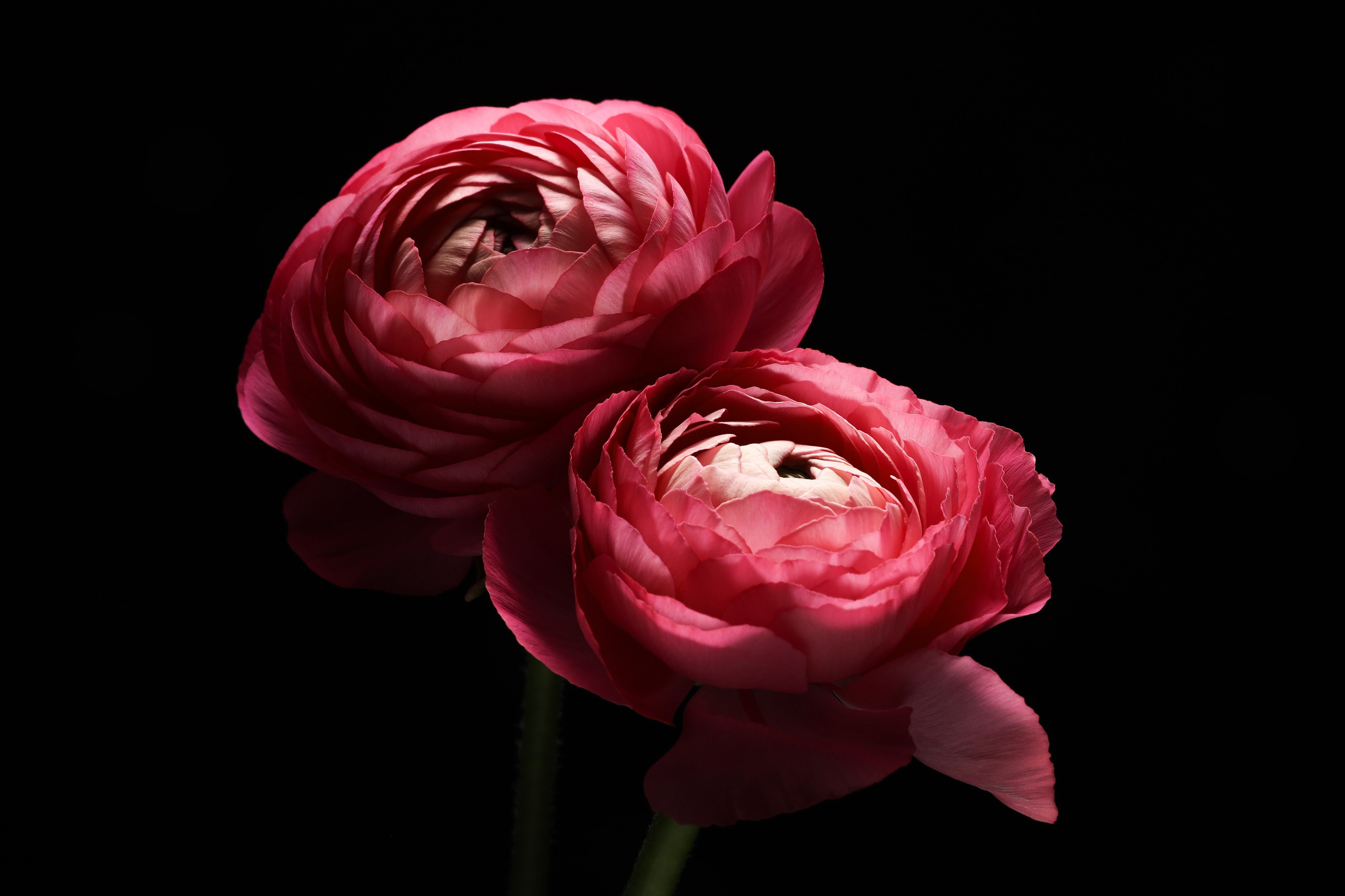 Предметная съемка. Фотограф Светлана Заплатина