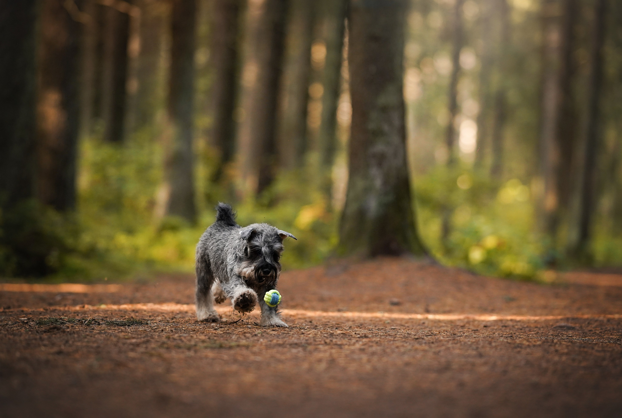 Даша Никита и Бенчи. Фотограф-анималист в Санкт-Петербурге Яна Мартынова