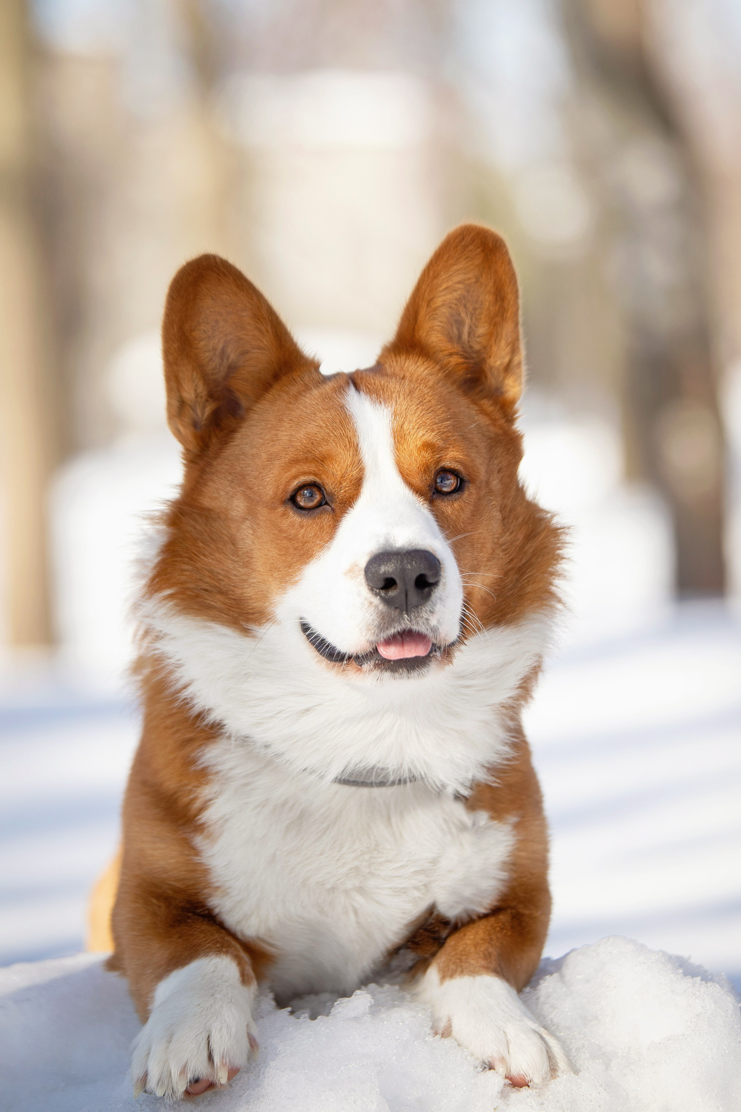 Лакки. Юлия Микульская. Рыбинск