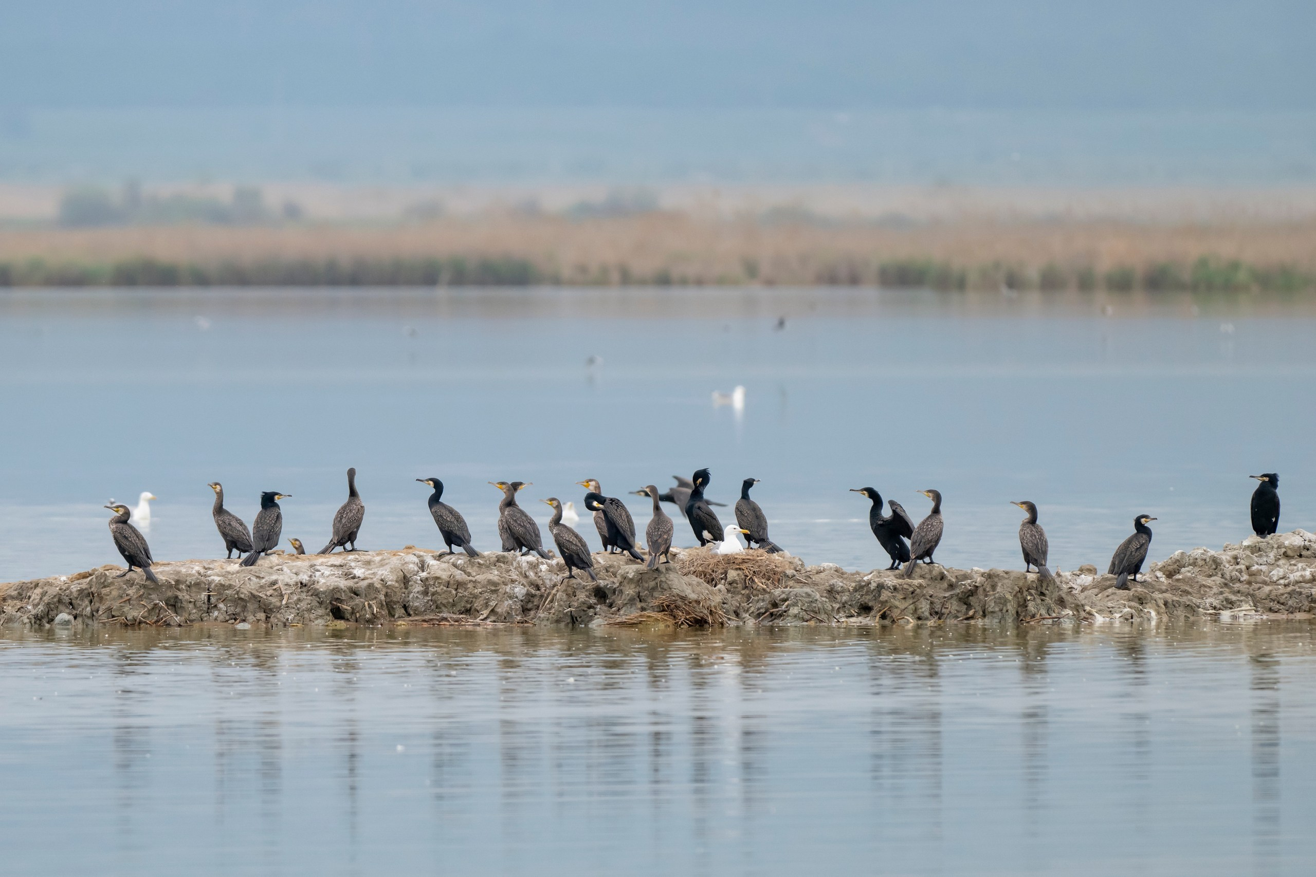 Дикая природа Дагестана. Май 2025 г. Foto-Zuev фотография как искусство