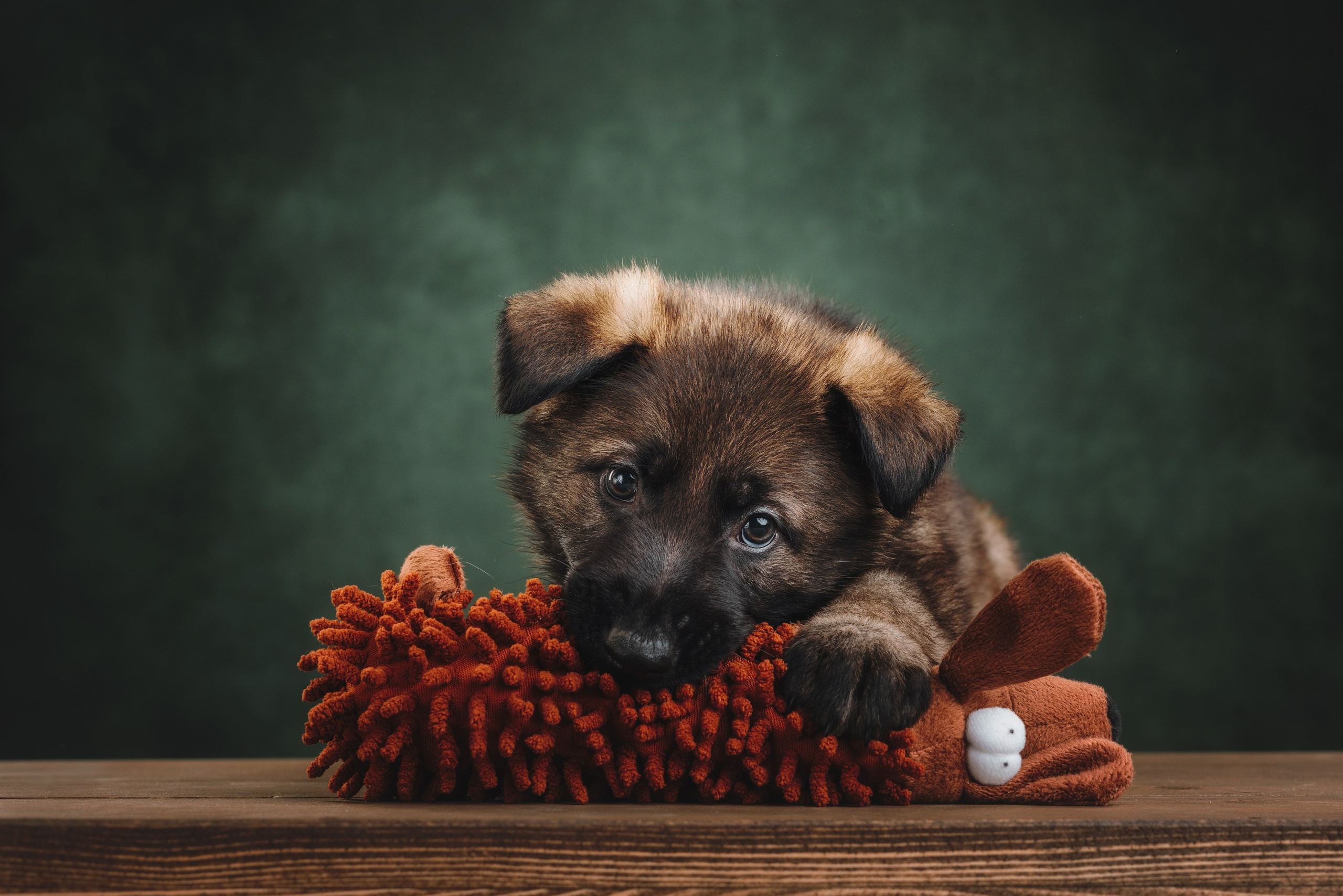 Щенки НО. Фотограф анималист Осипчикова Мария