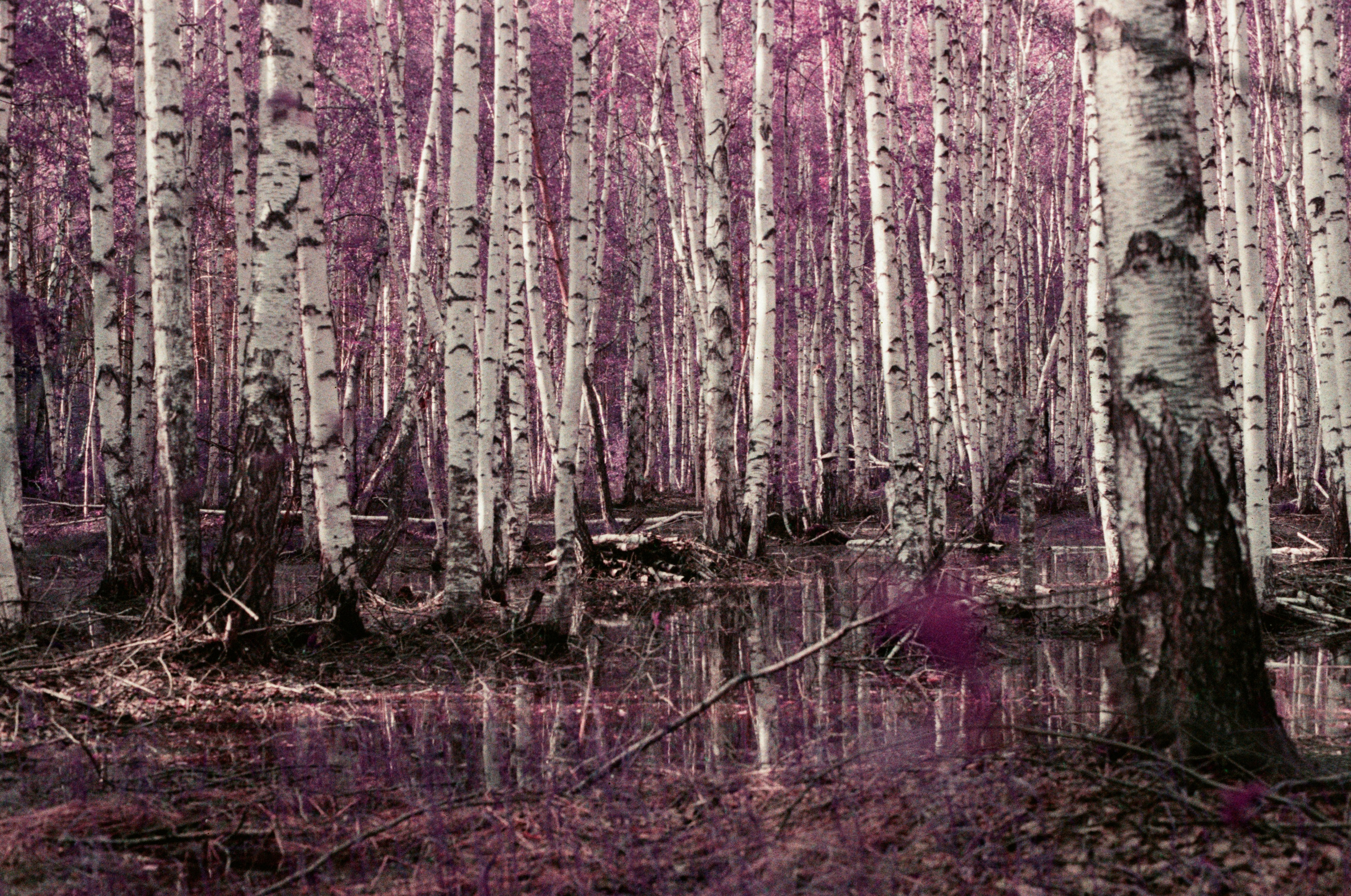 Grain. Artem Khusainov