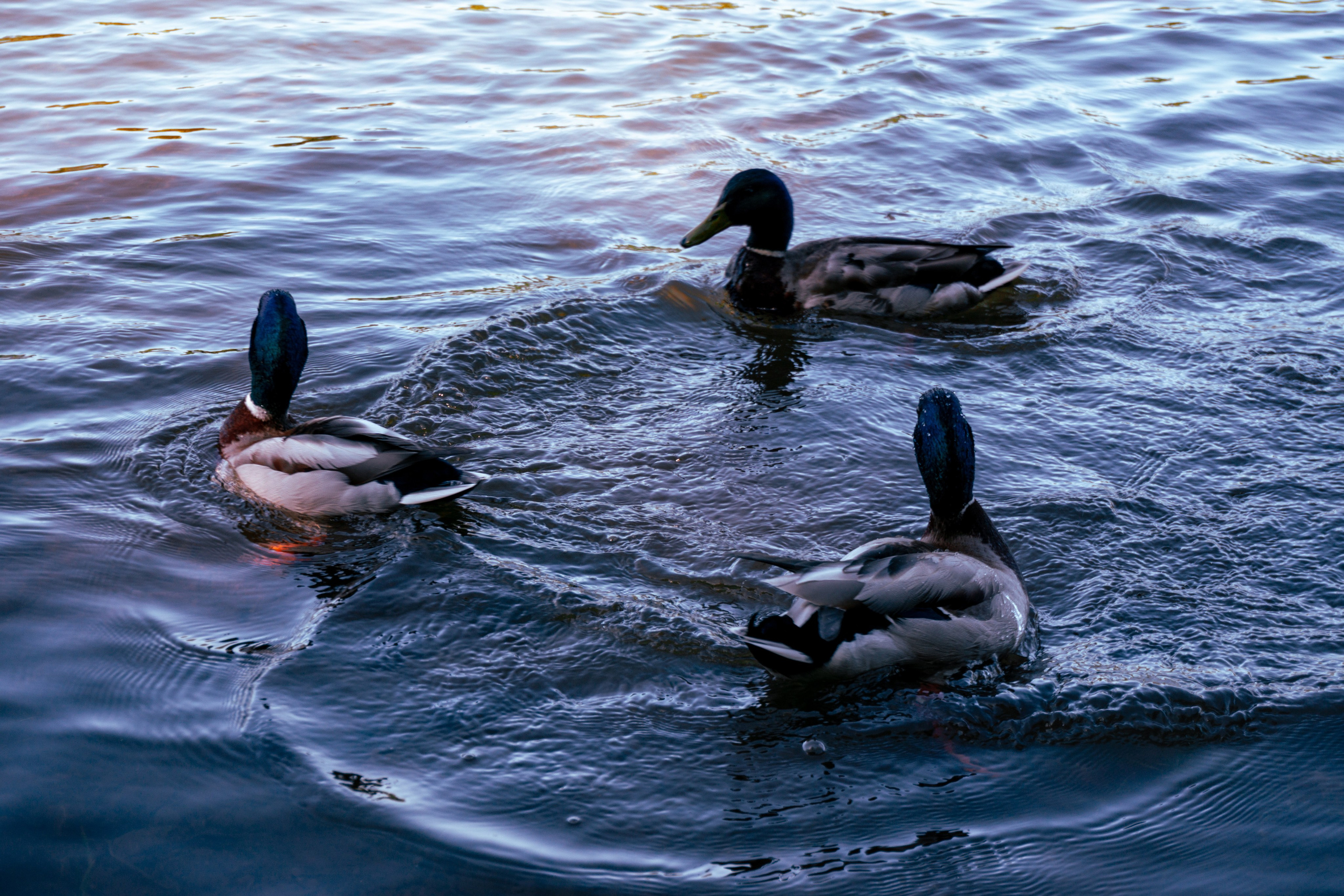 05.06.2025 | Красноярск. Kuznetsov | Фотограф в Красноярске