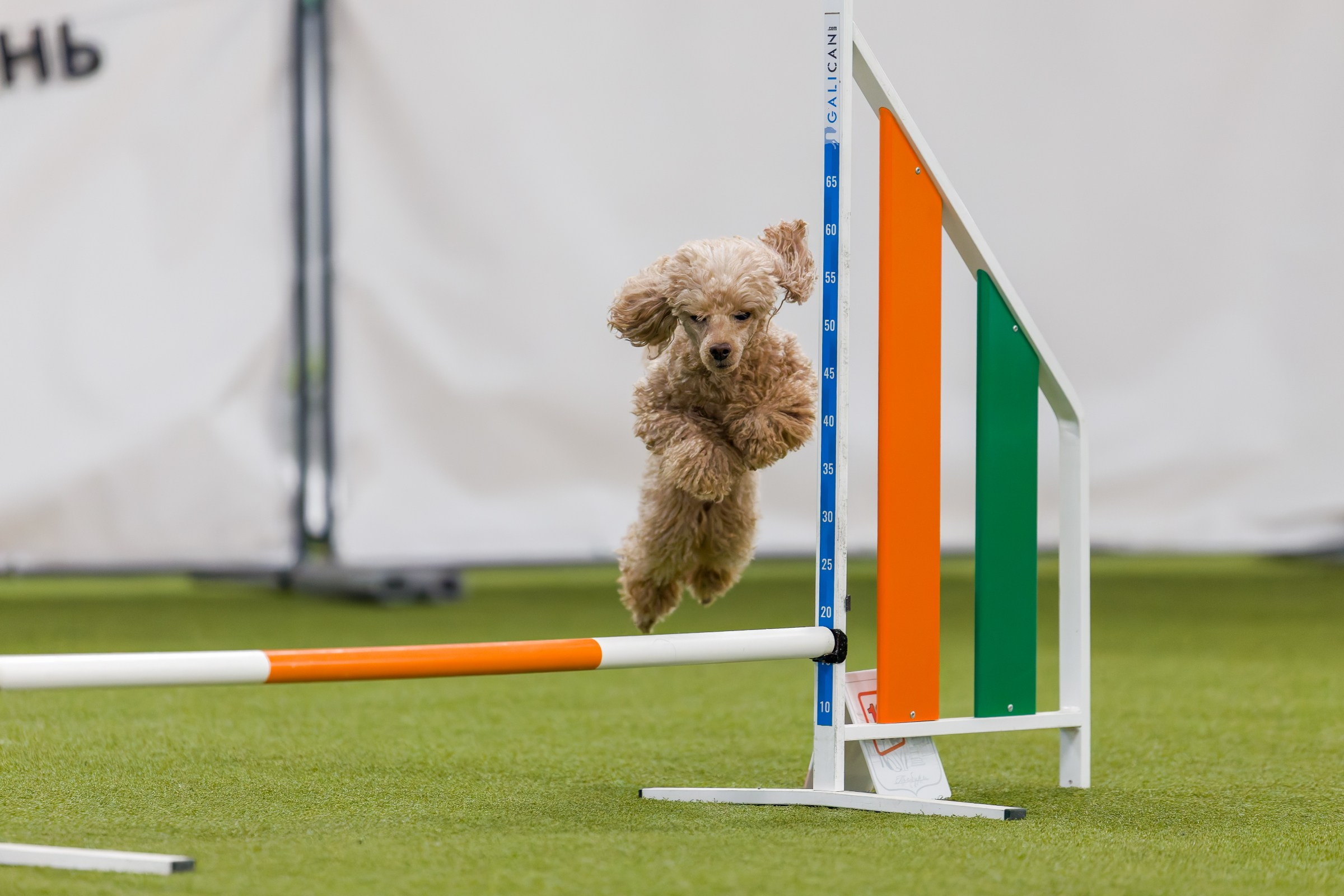 День рождения Пёсбурга — февраль 2025. Irenephoto.ru