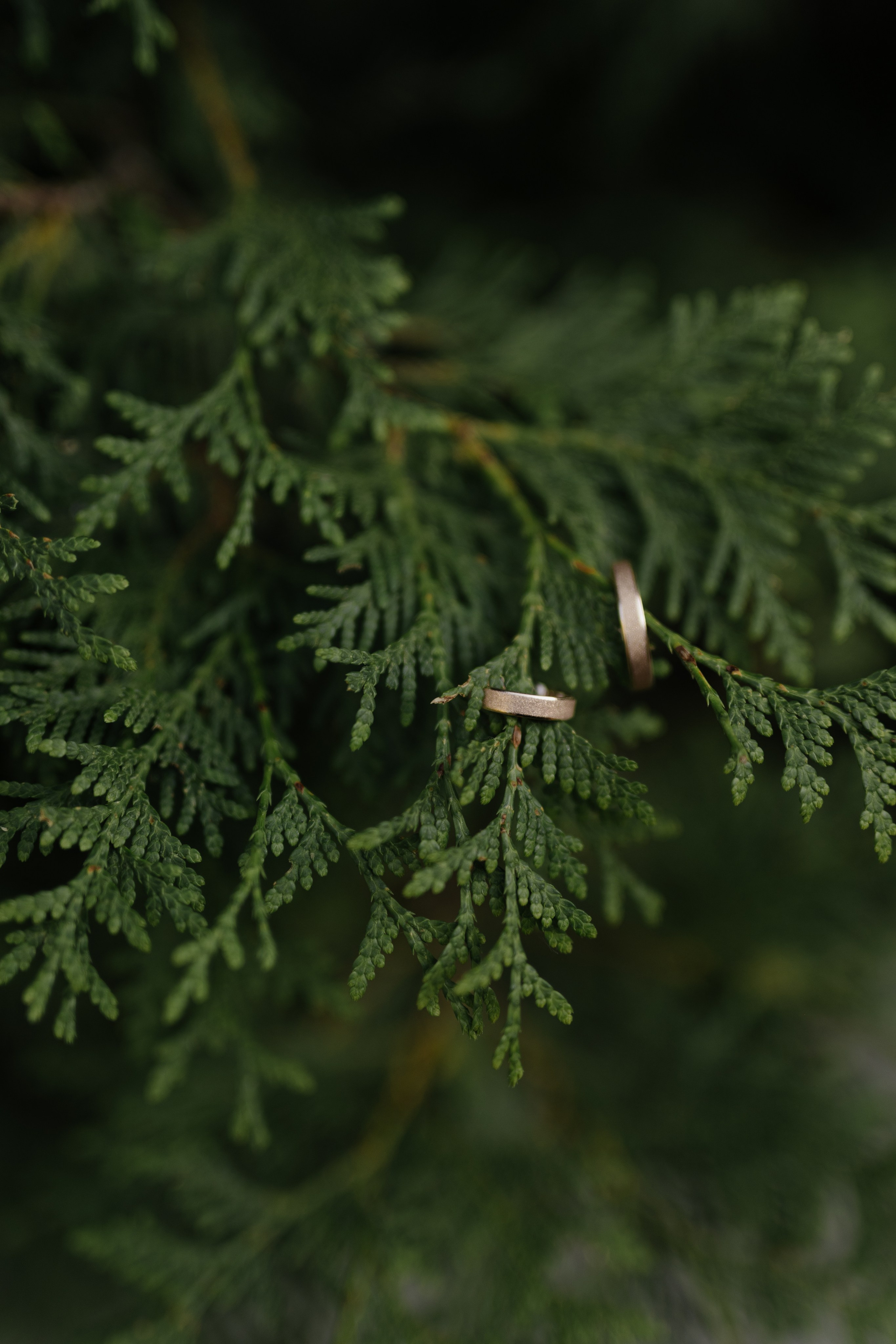 Свадьба Дмитрия и Ирины. Фотограф Кольчугино/Владимир/Москва Елизавета Иода
