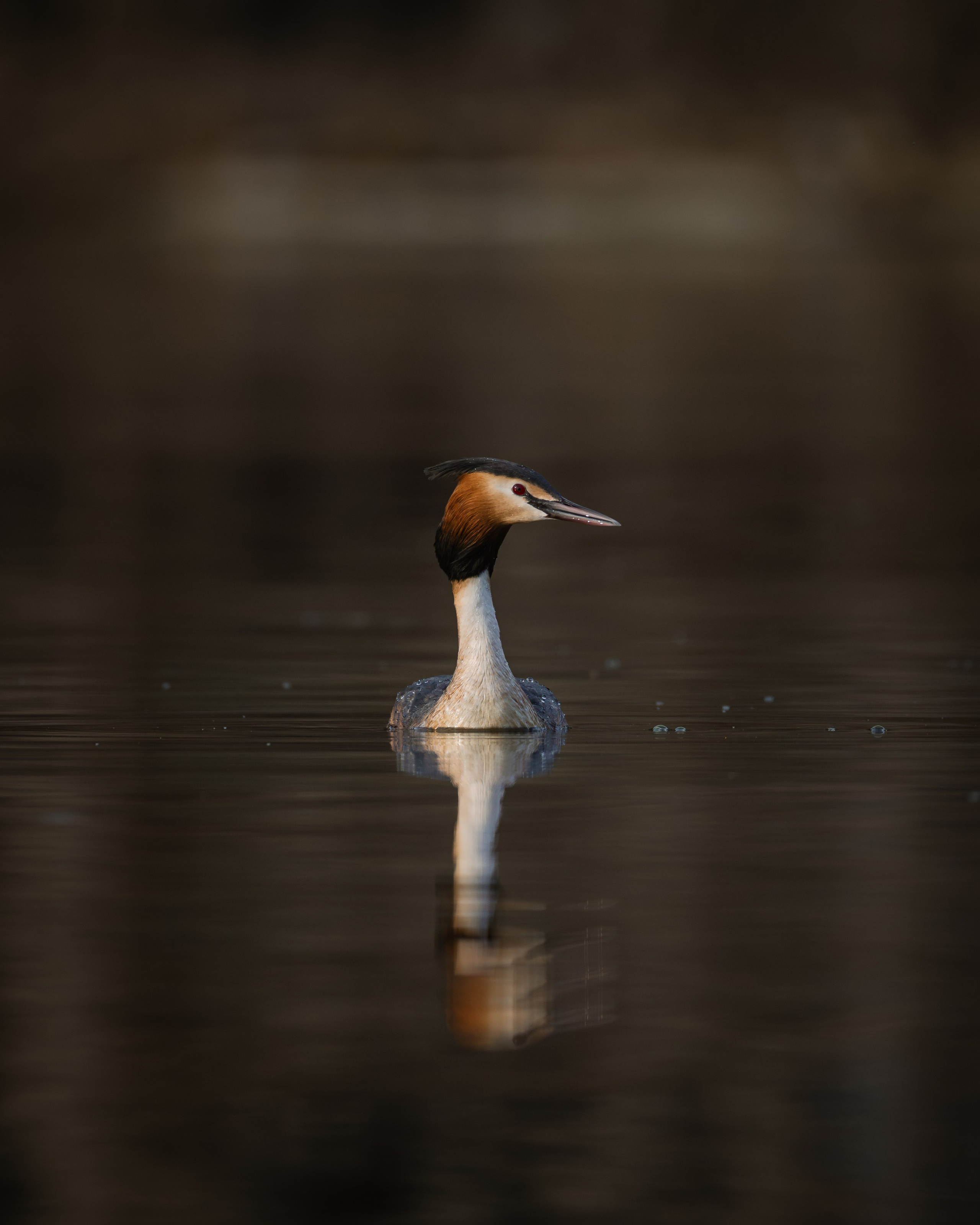 Voronezh 2026. Anton Chernov | Wildlife photographer