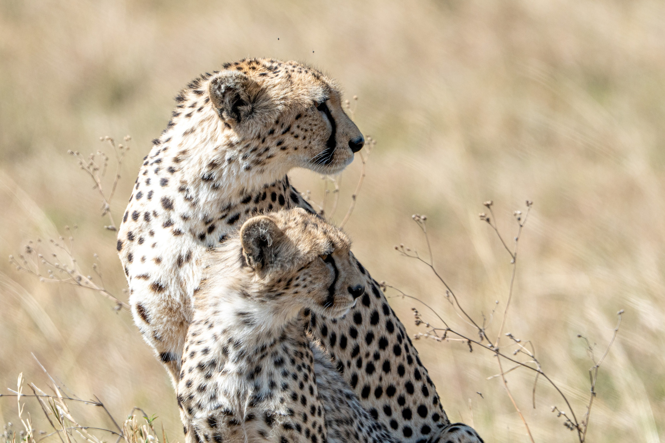 Танзания, сафари, 2025. Творческие сьемки