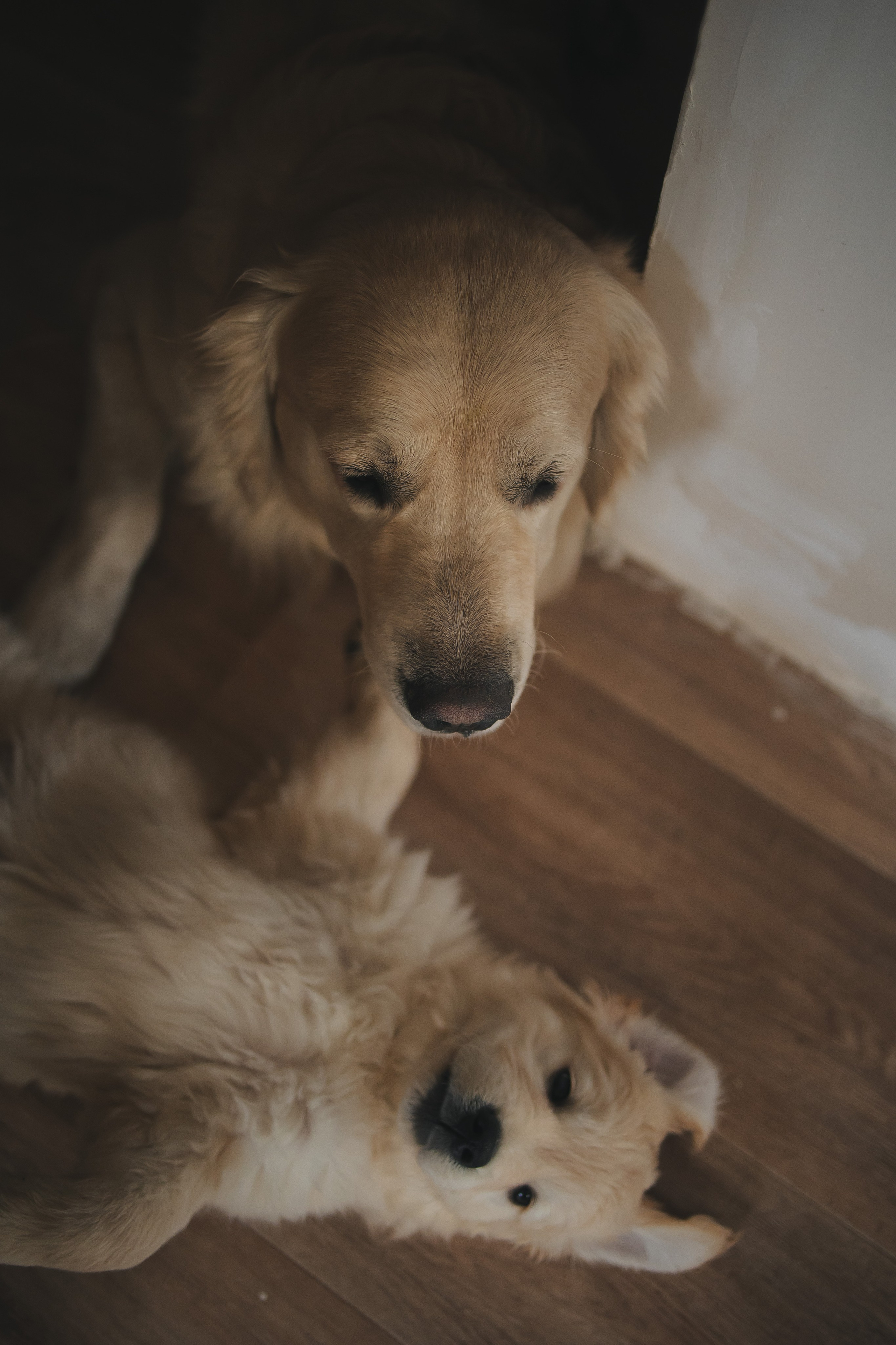 Снежик и Веста, НГ. Свадебный и женский фотограф