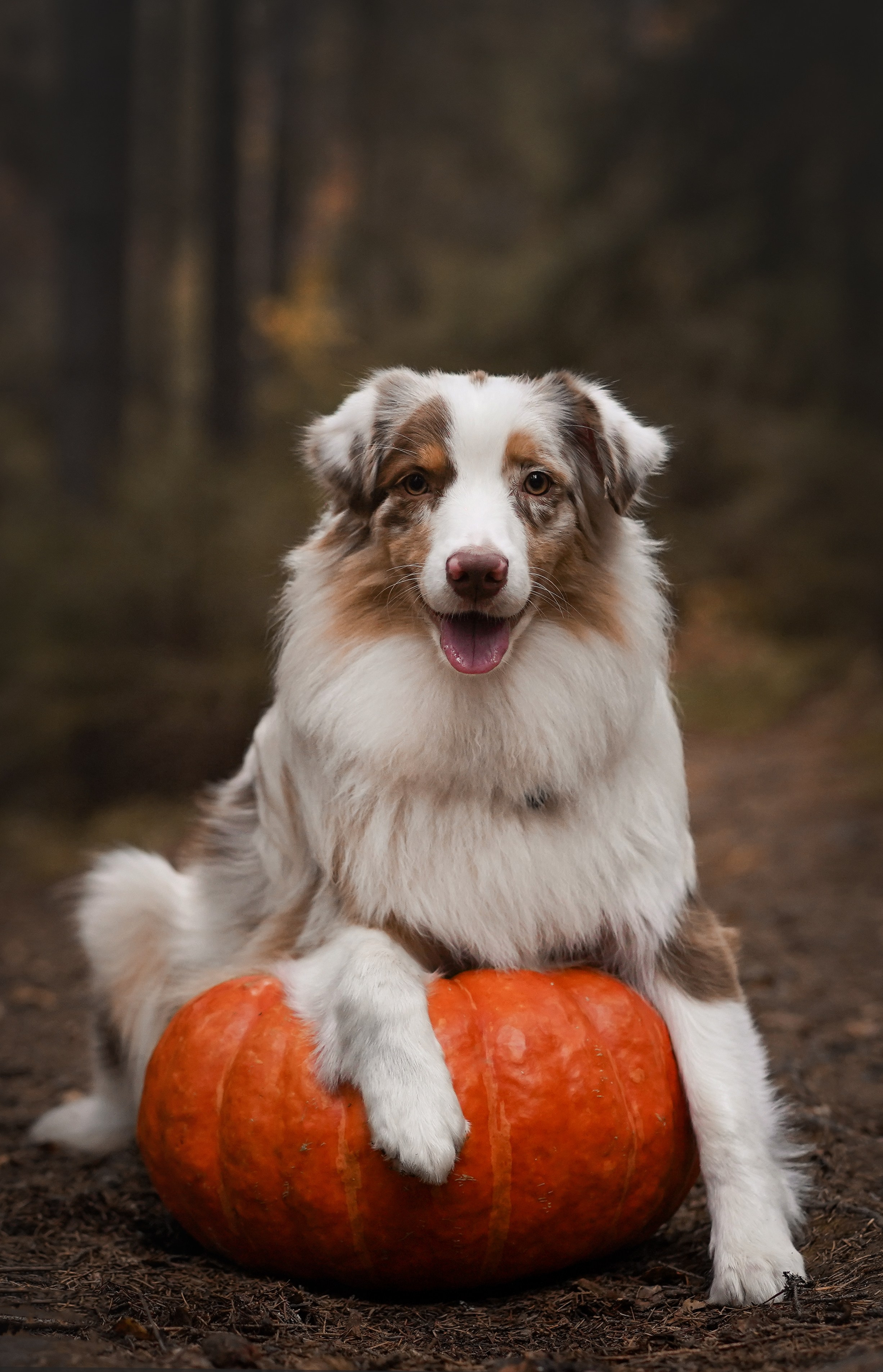 Панда тыковки. Фотограф-анималист в Санкт-Петербурге Яна Мартынова