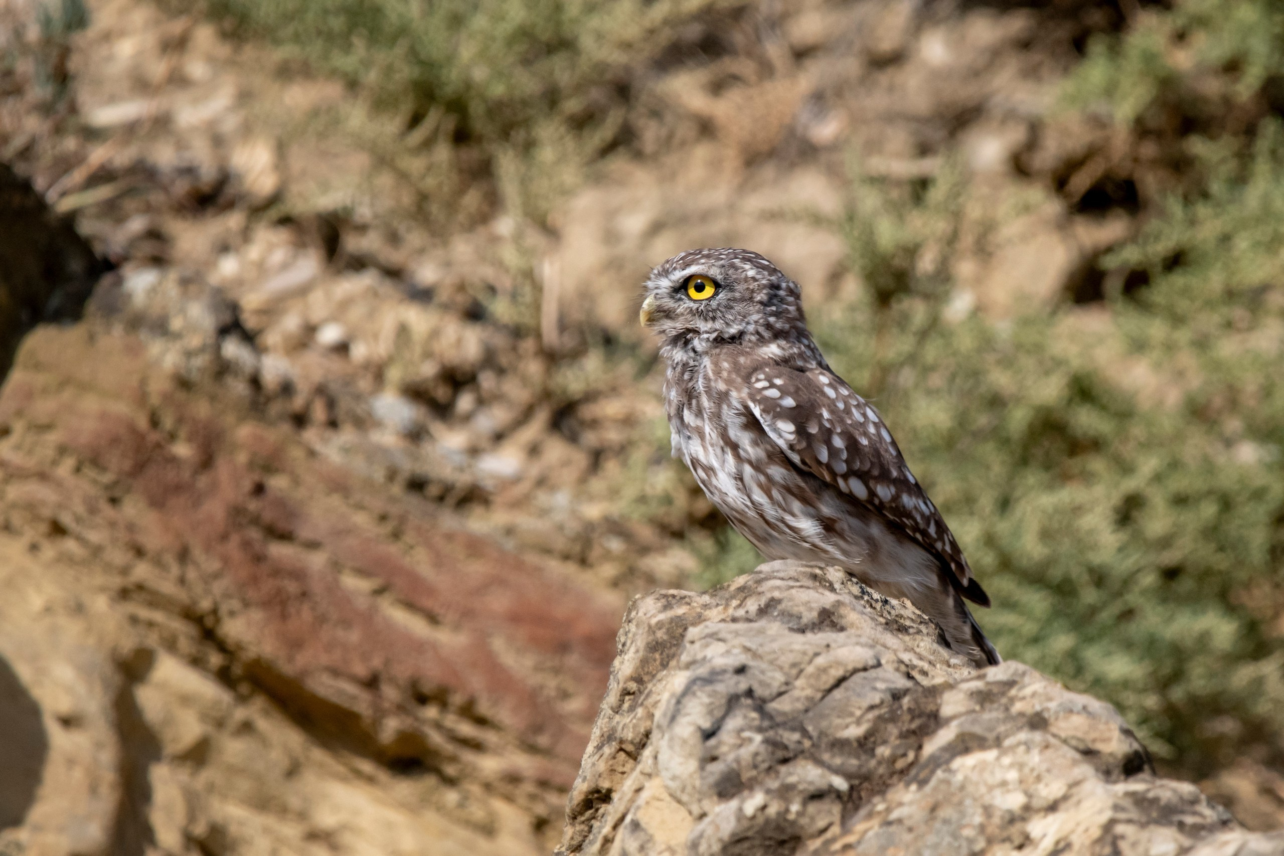 Природа Дагестана, сентябрь 2024. Foto-Zuev фотография как искусство