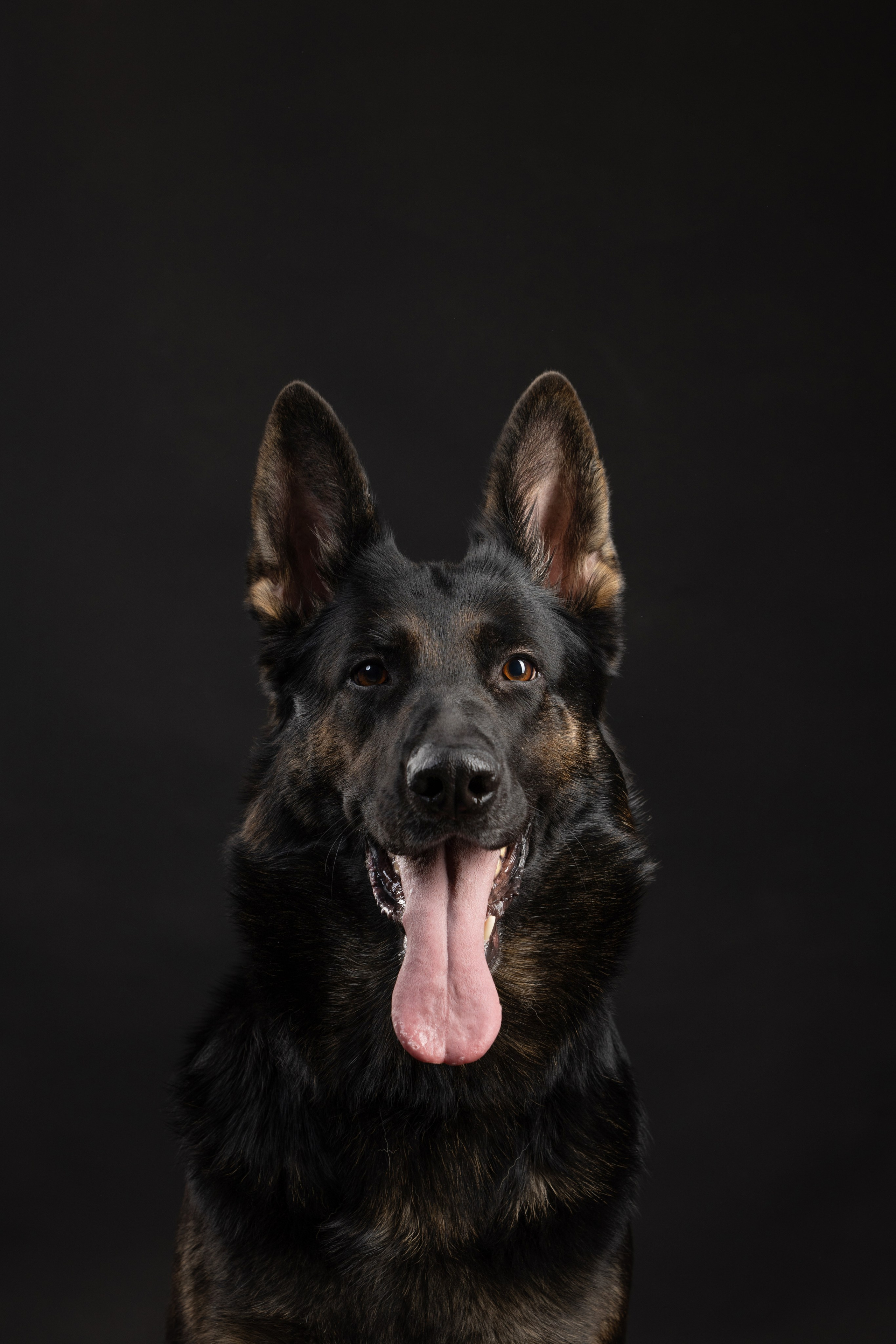 Жара и Делфи. Фотограф анималист Осипчикова Мария