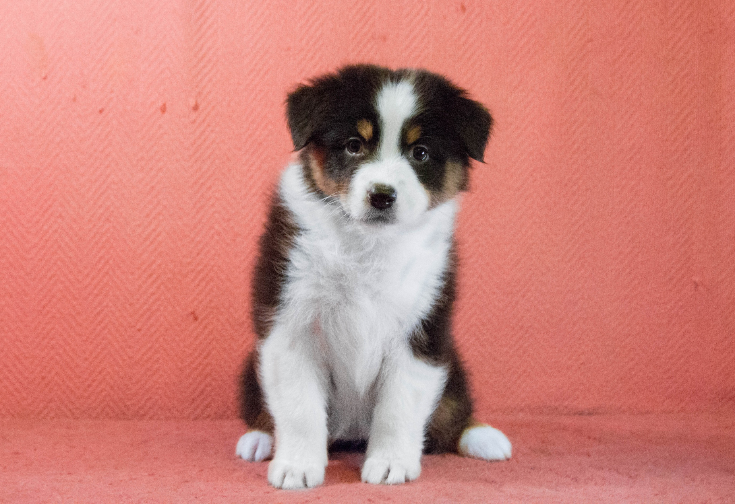 Рыся. BLGKV питомник собак