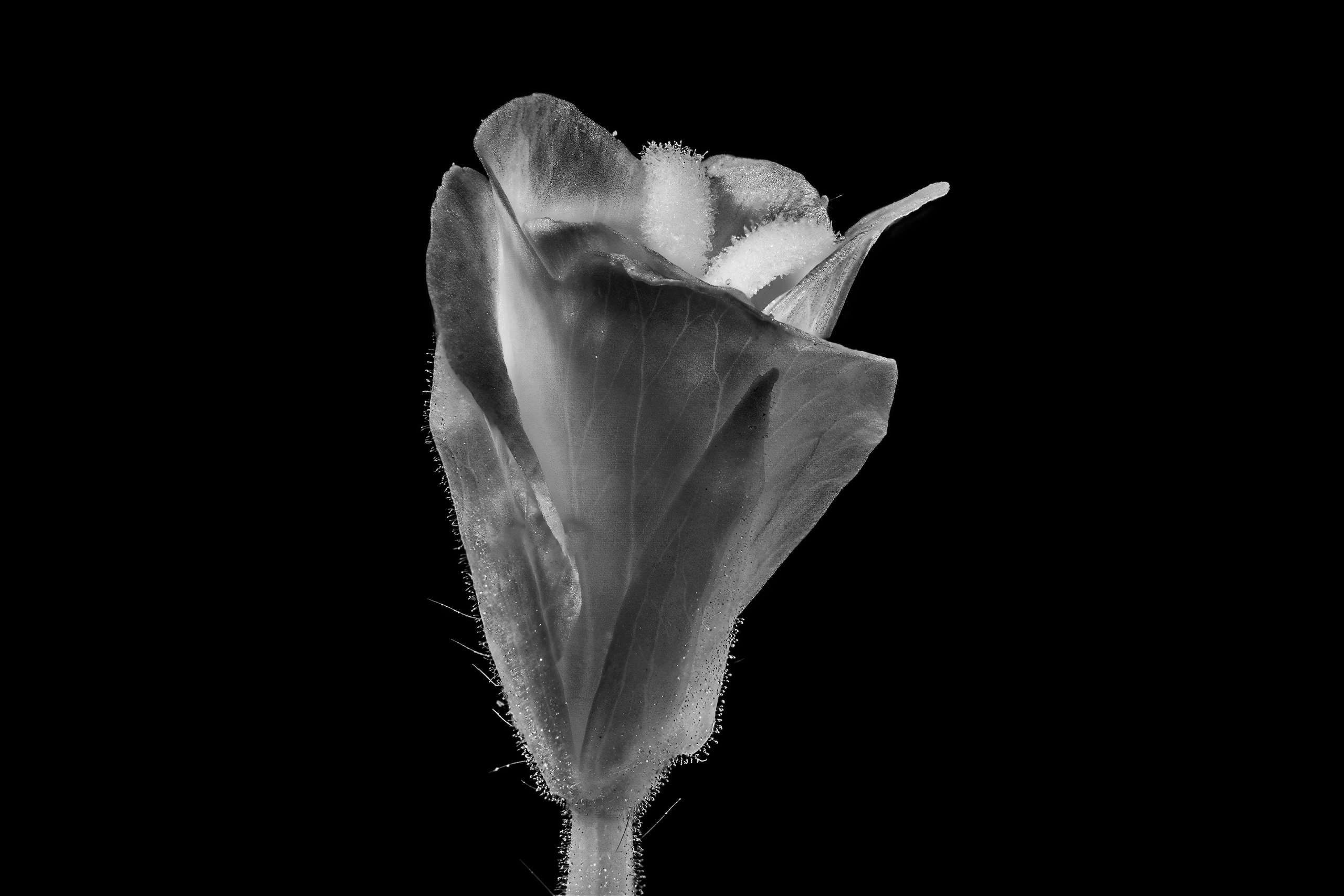 Macro — Макро