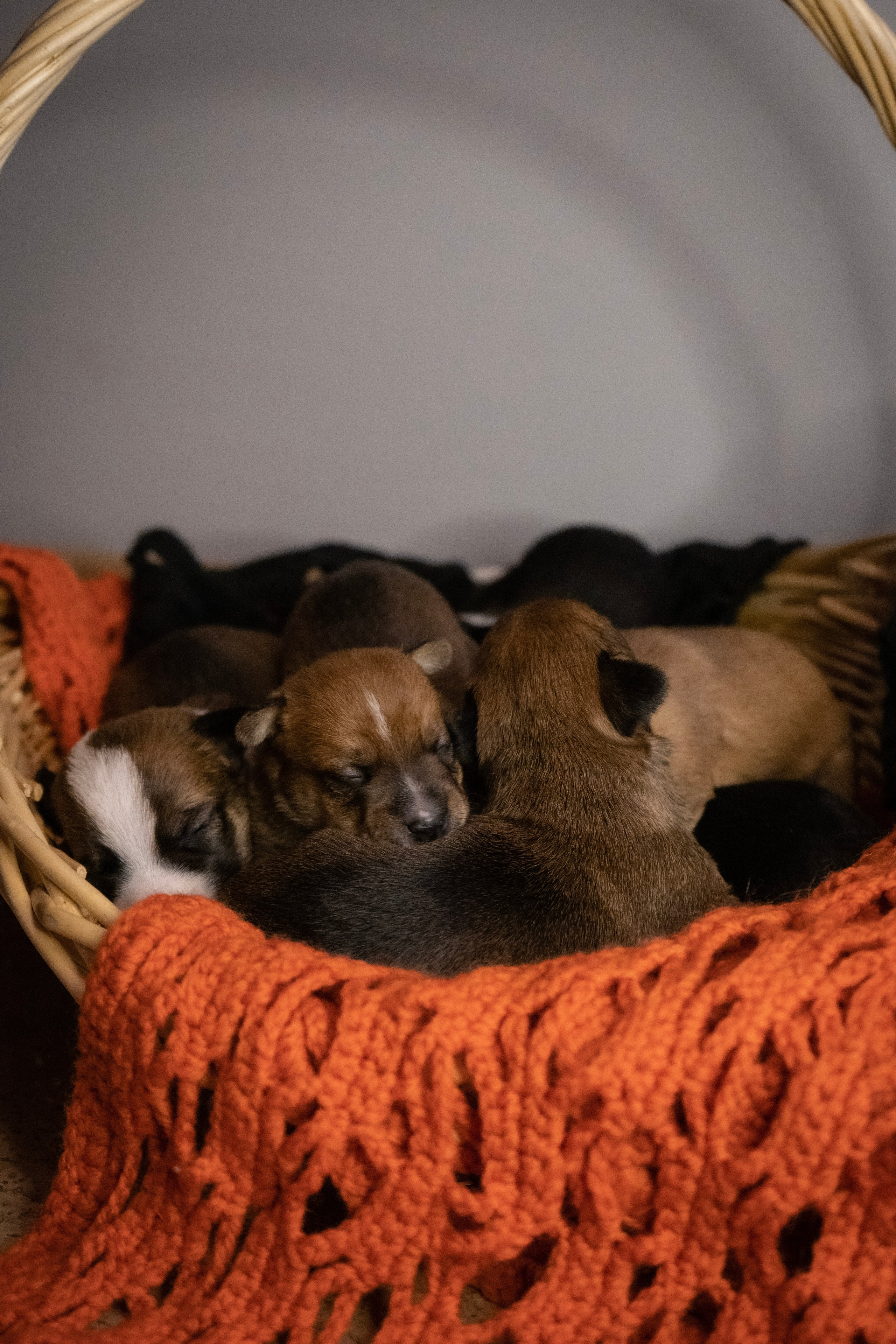 Фотосессии Пушистиков. Фотограф в Санкт-Петербурге Виктория Барышникова