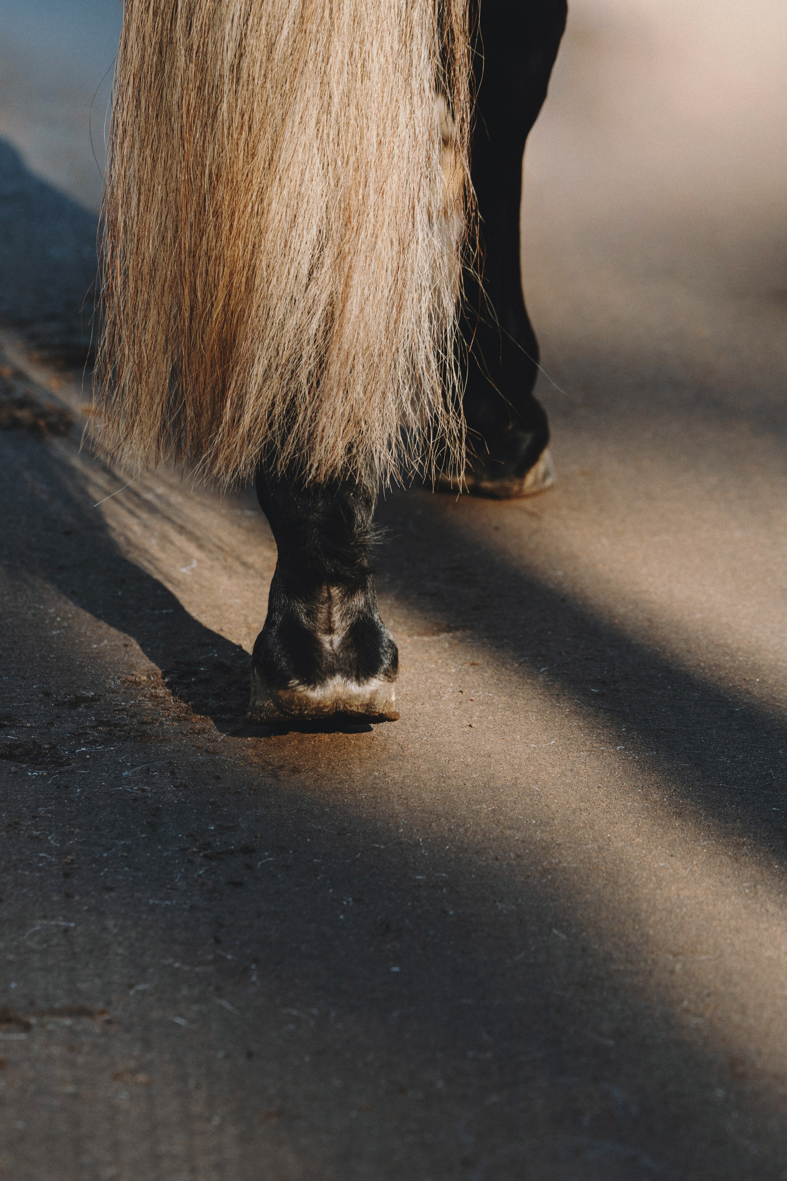 Ирина и Командор. Фотограф анималист Осипчикова Мария
