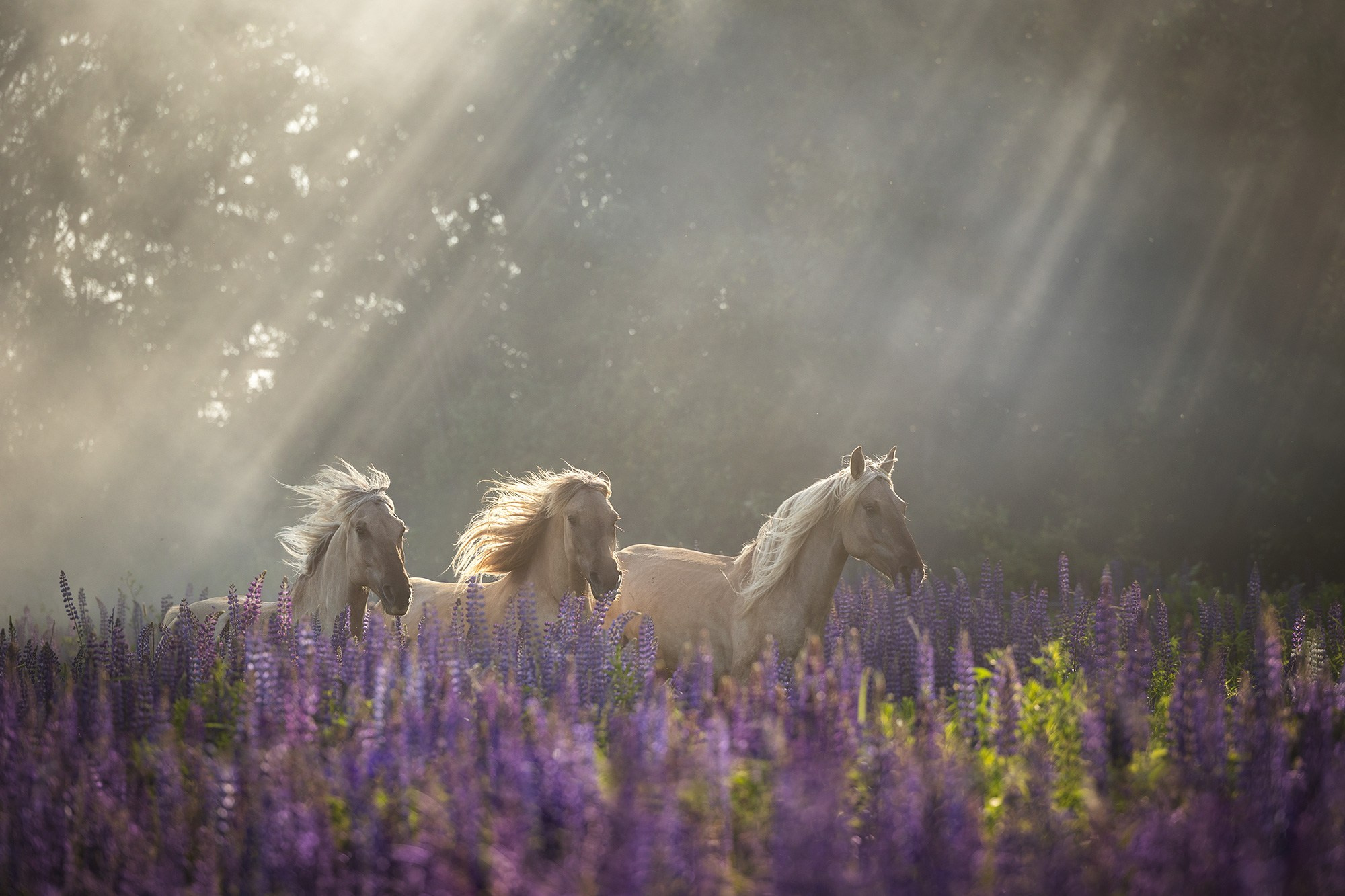 Лошади. Фотограф Анастасия Ветковская, Москва