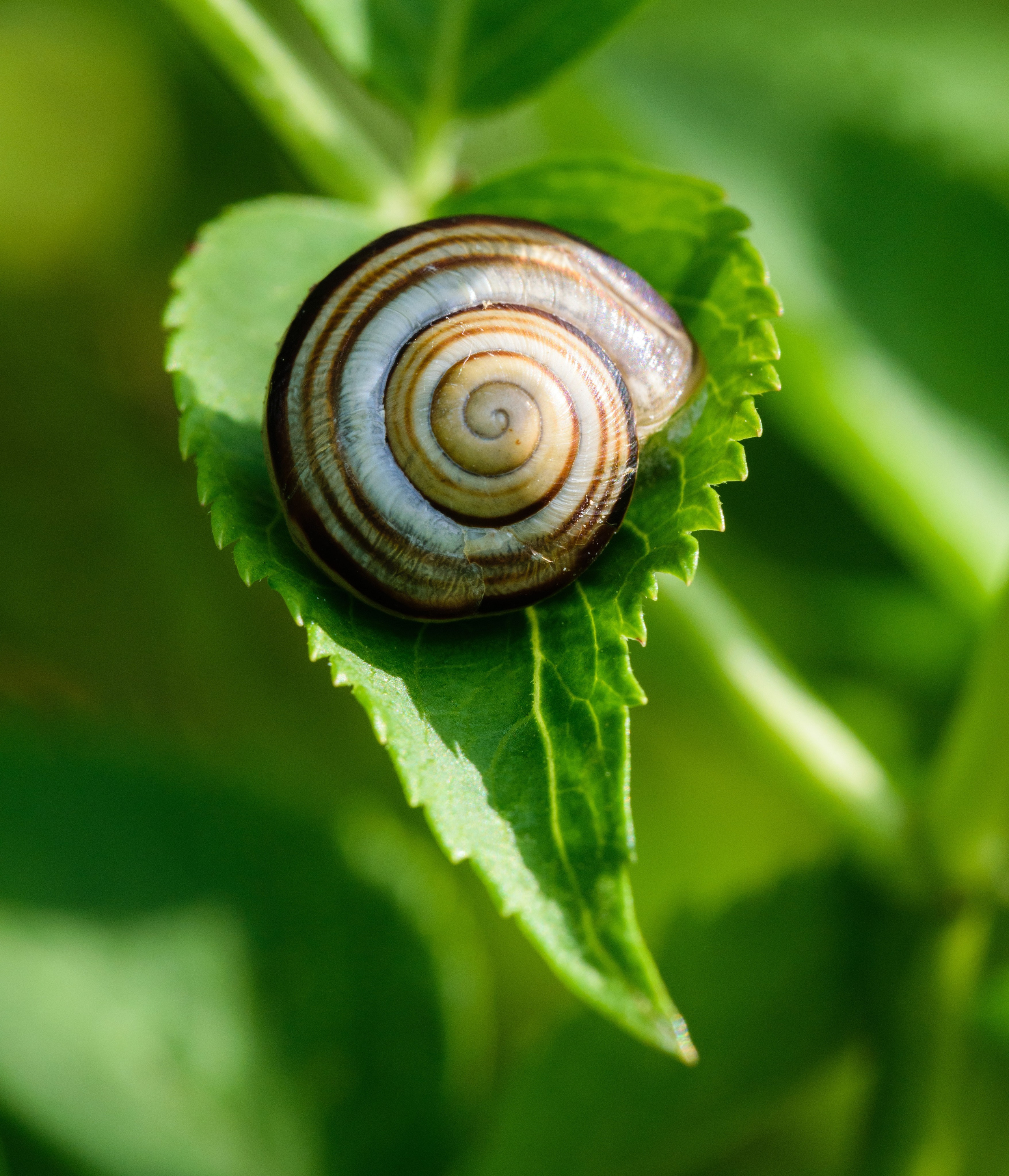 Насекомые. Фотограф Вадим Хмурковский
