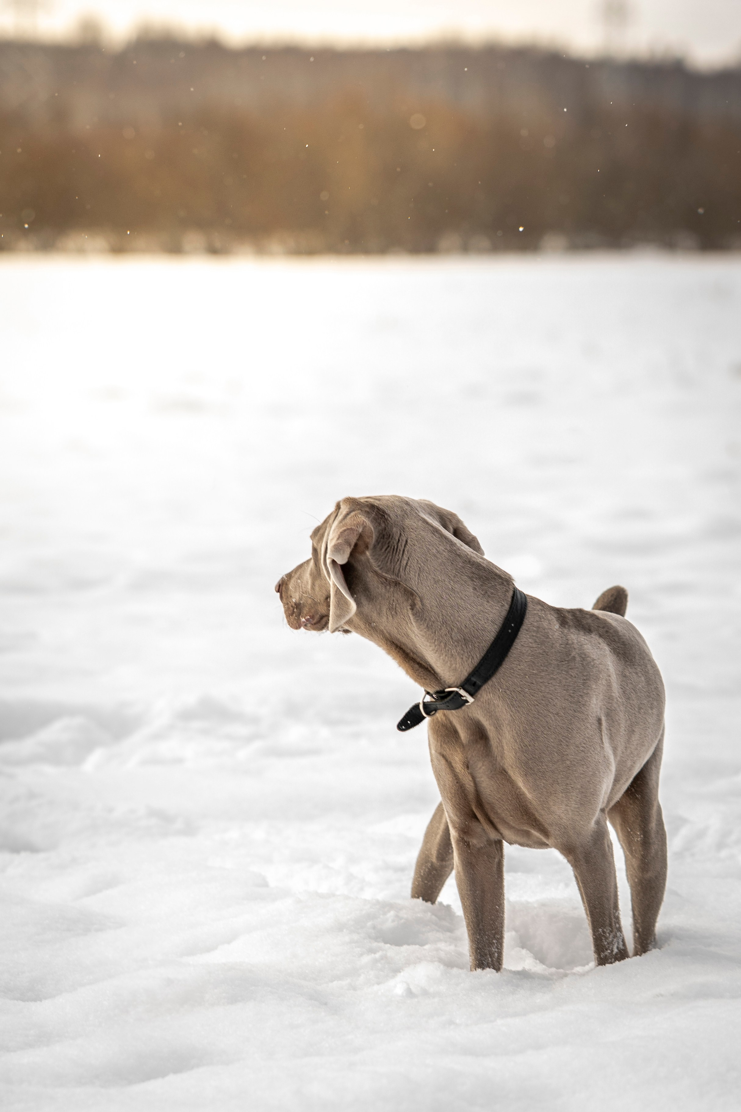 Фотопрогулка с красивой собакой. Фотограф анималист в Санкт-Петербурге Таша Крейв