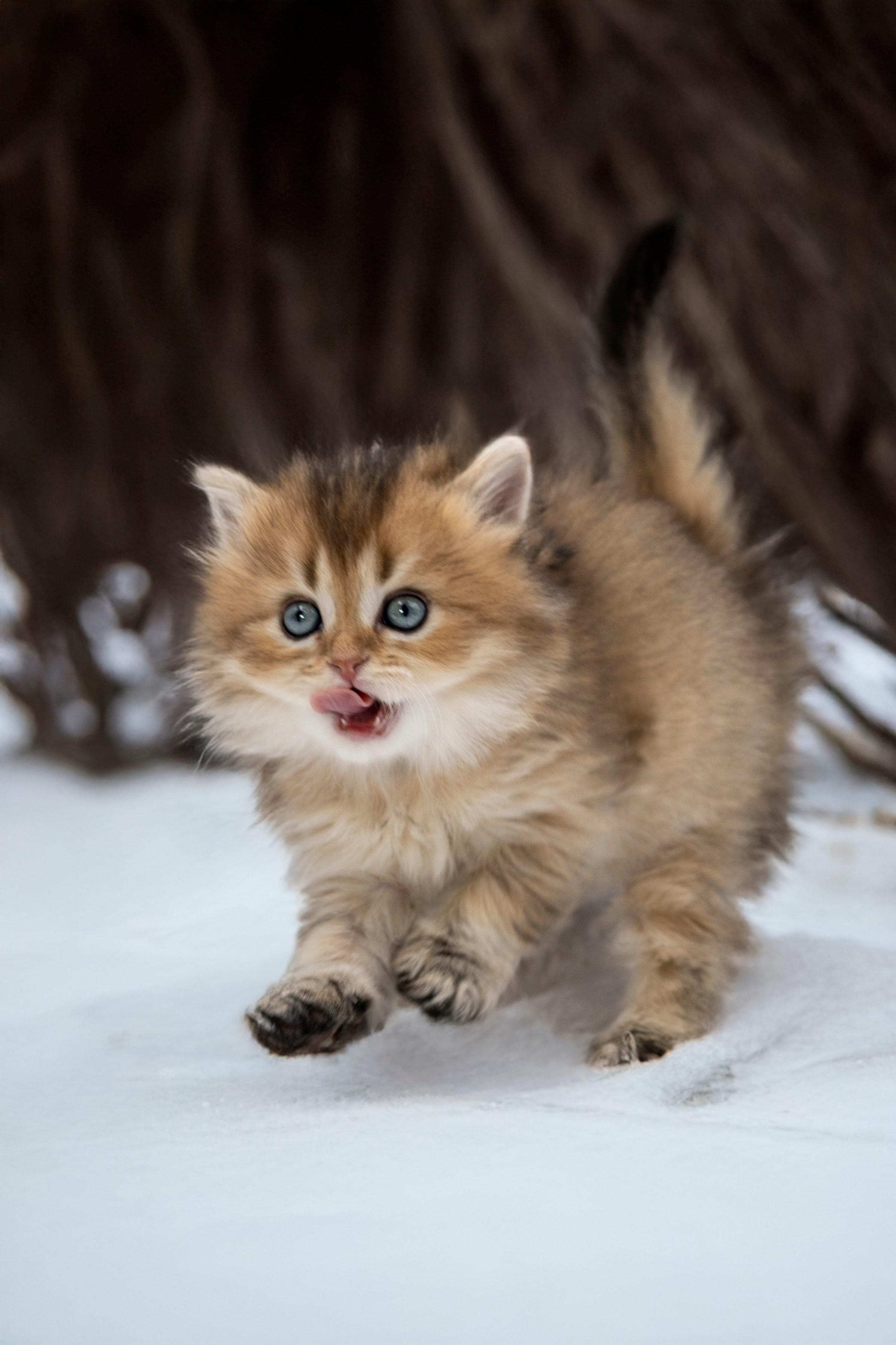 Шиншиловые котятки. Фотограф анималист в Санкт-Петербурге Таша Крейв
