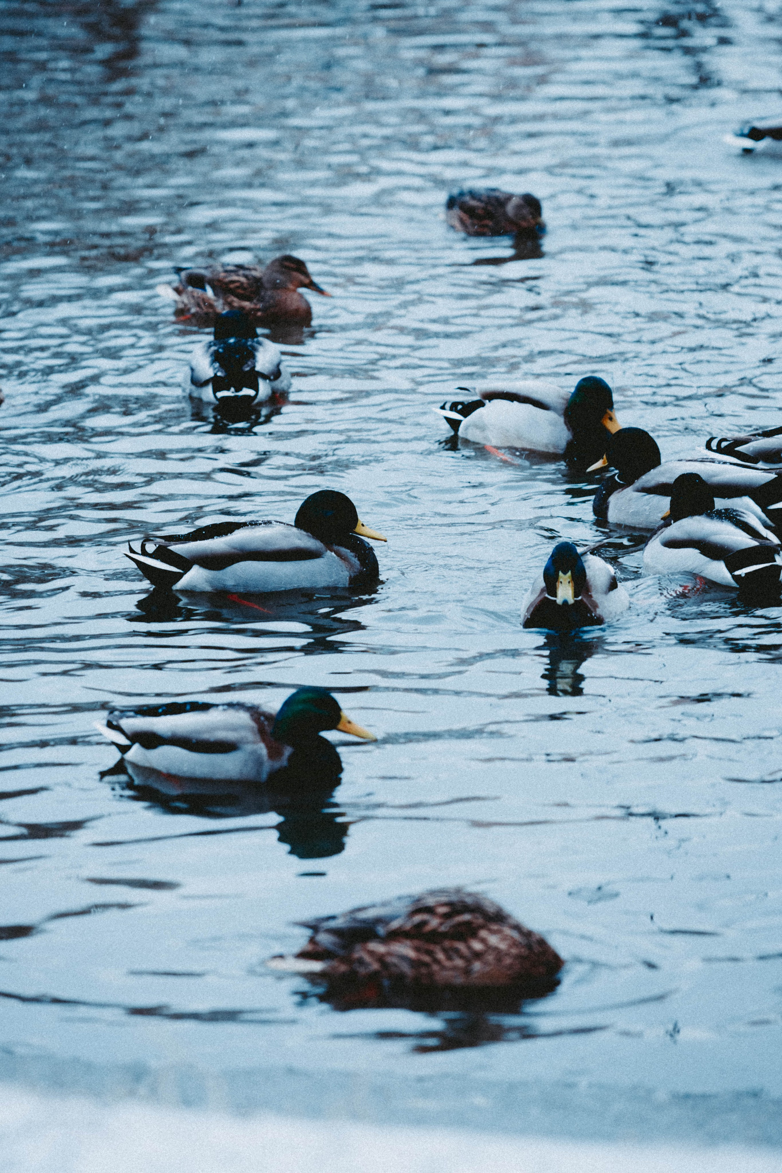 Марафон у дома_Мытищи. Александра Мельниченко/ Бегающий фотограф