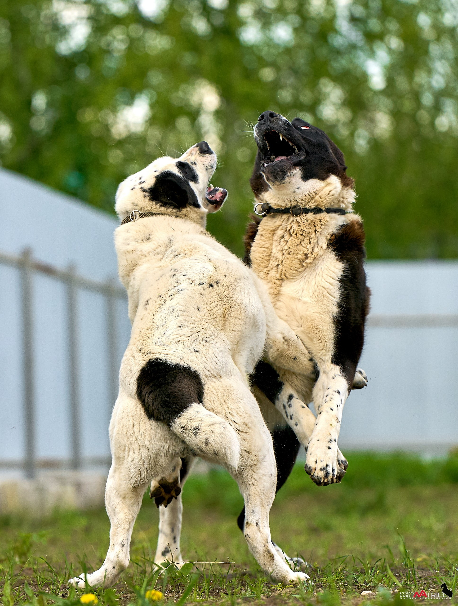 Съемка в питомнике