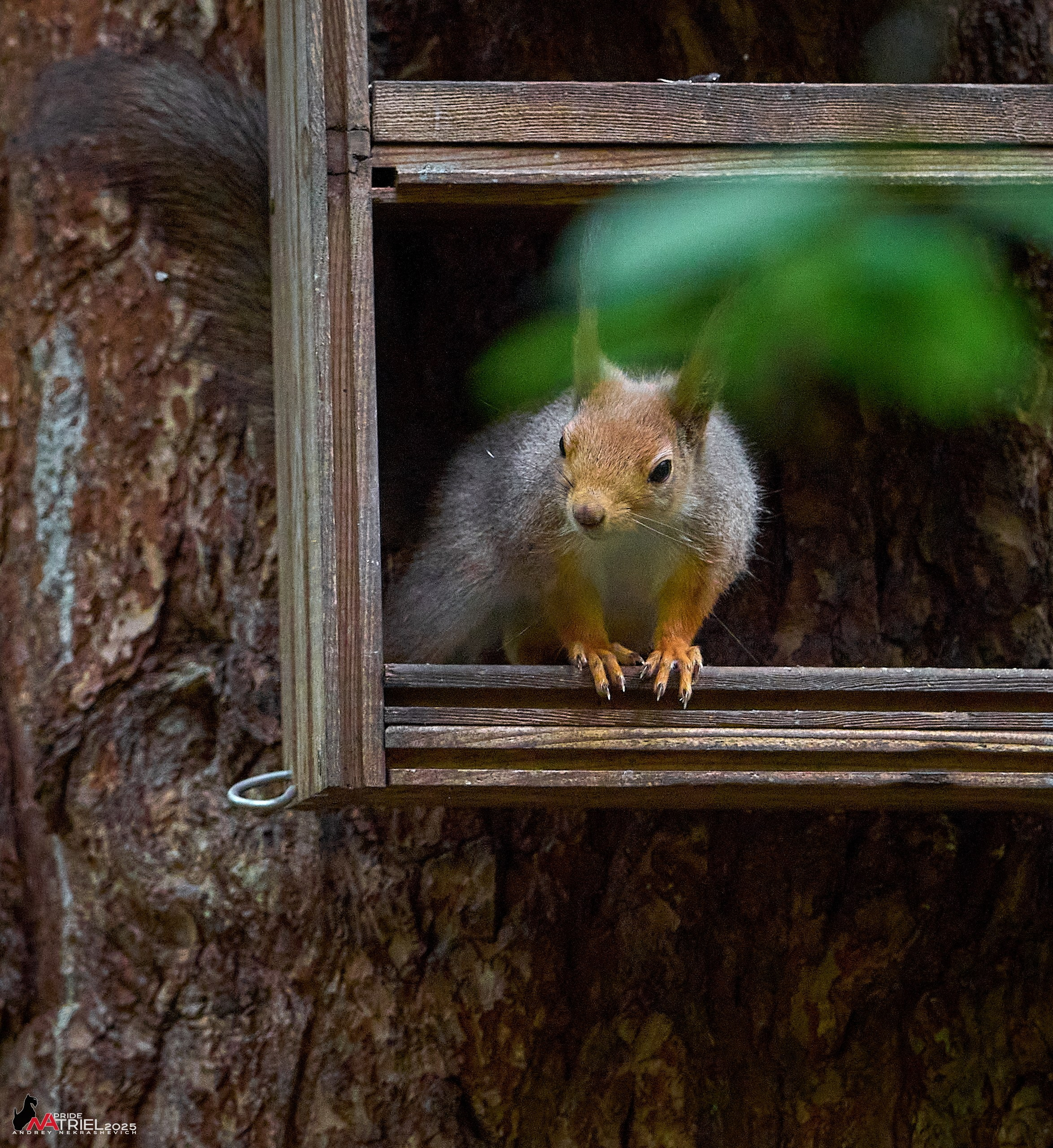 Съемка в майском лесу