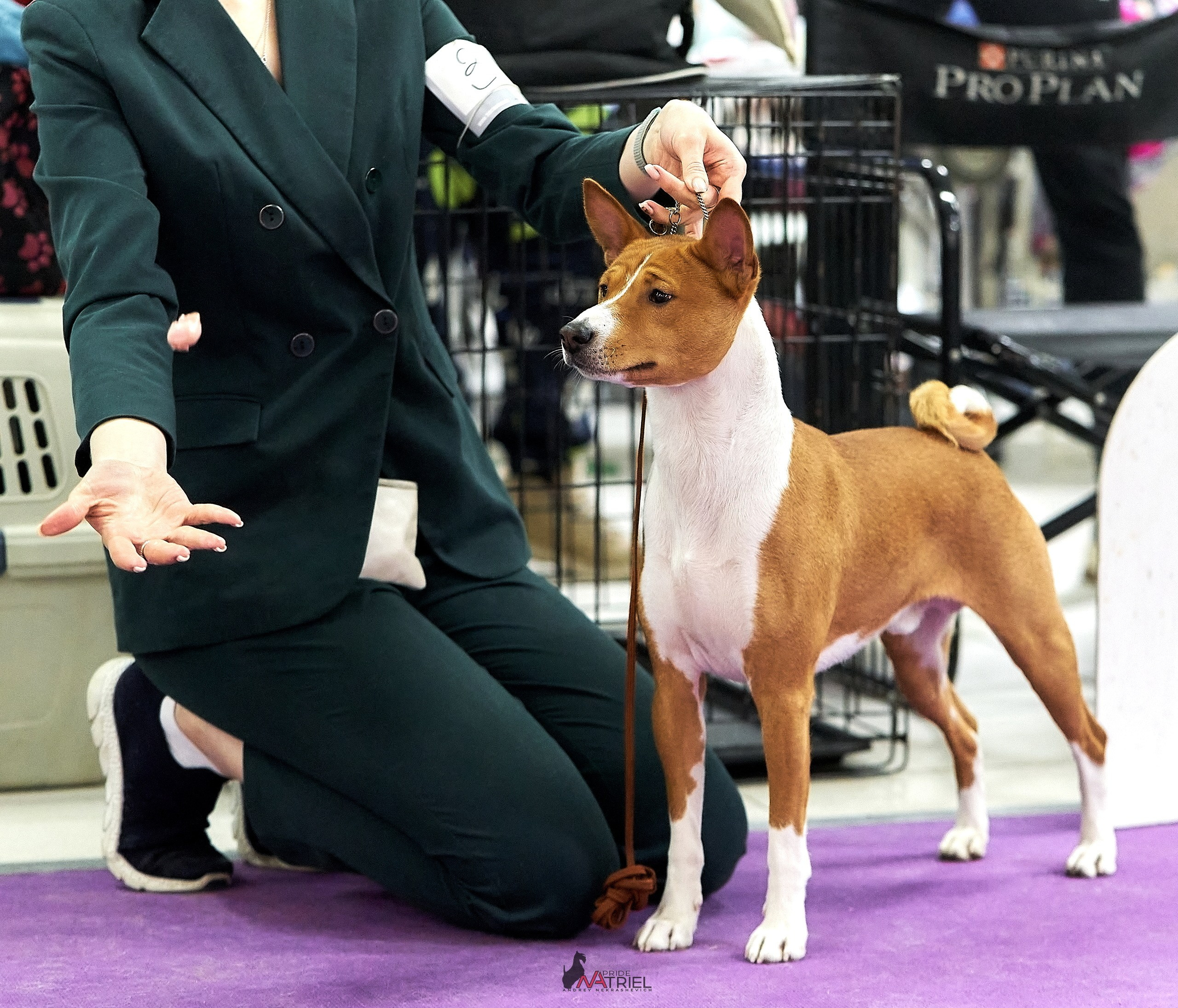 Работа в рингах — галерея NATRIEL