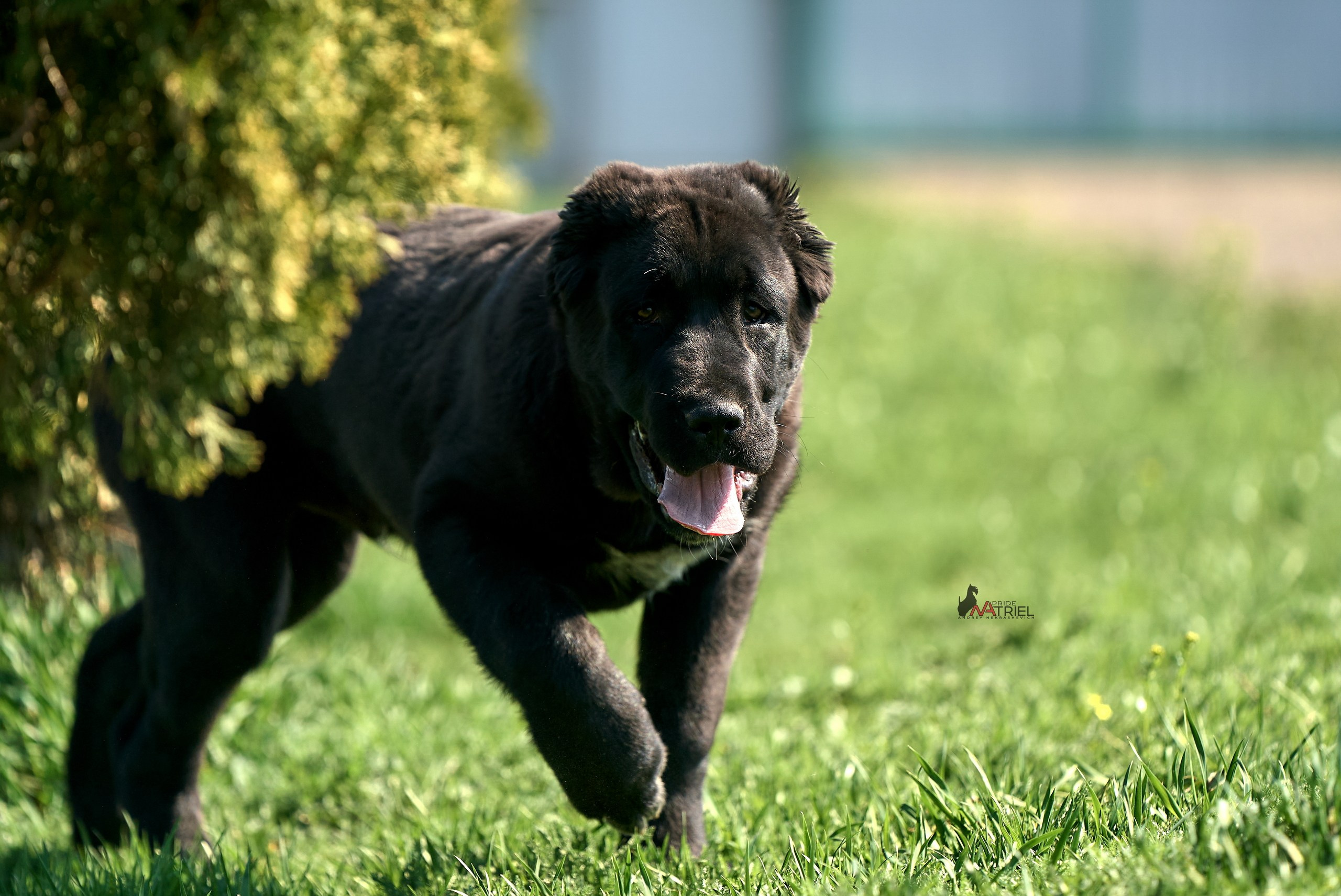 Среднеазиаты — щенки и взрослые