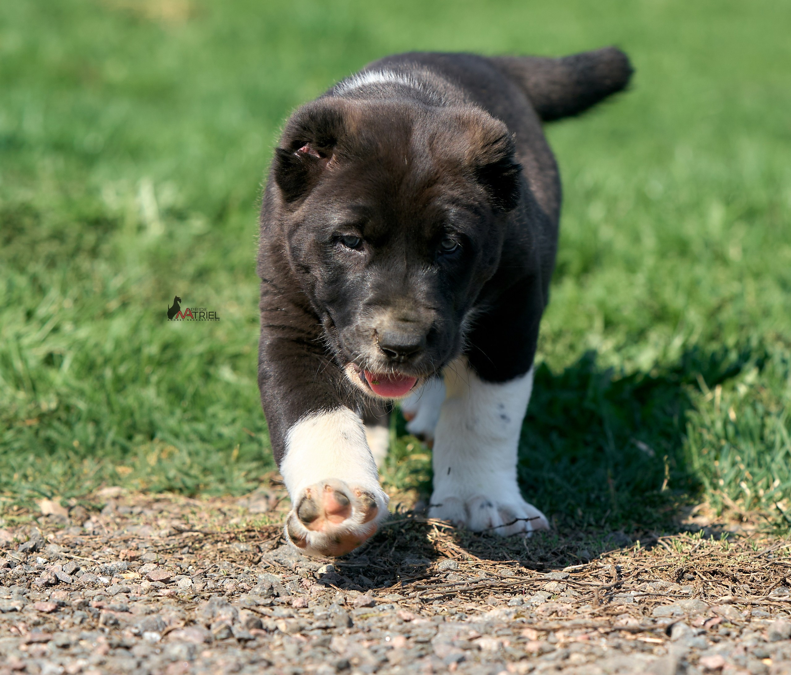 Среднеазиаты — щенки и взрослые