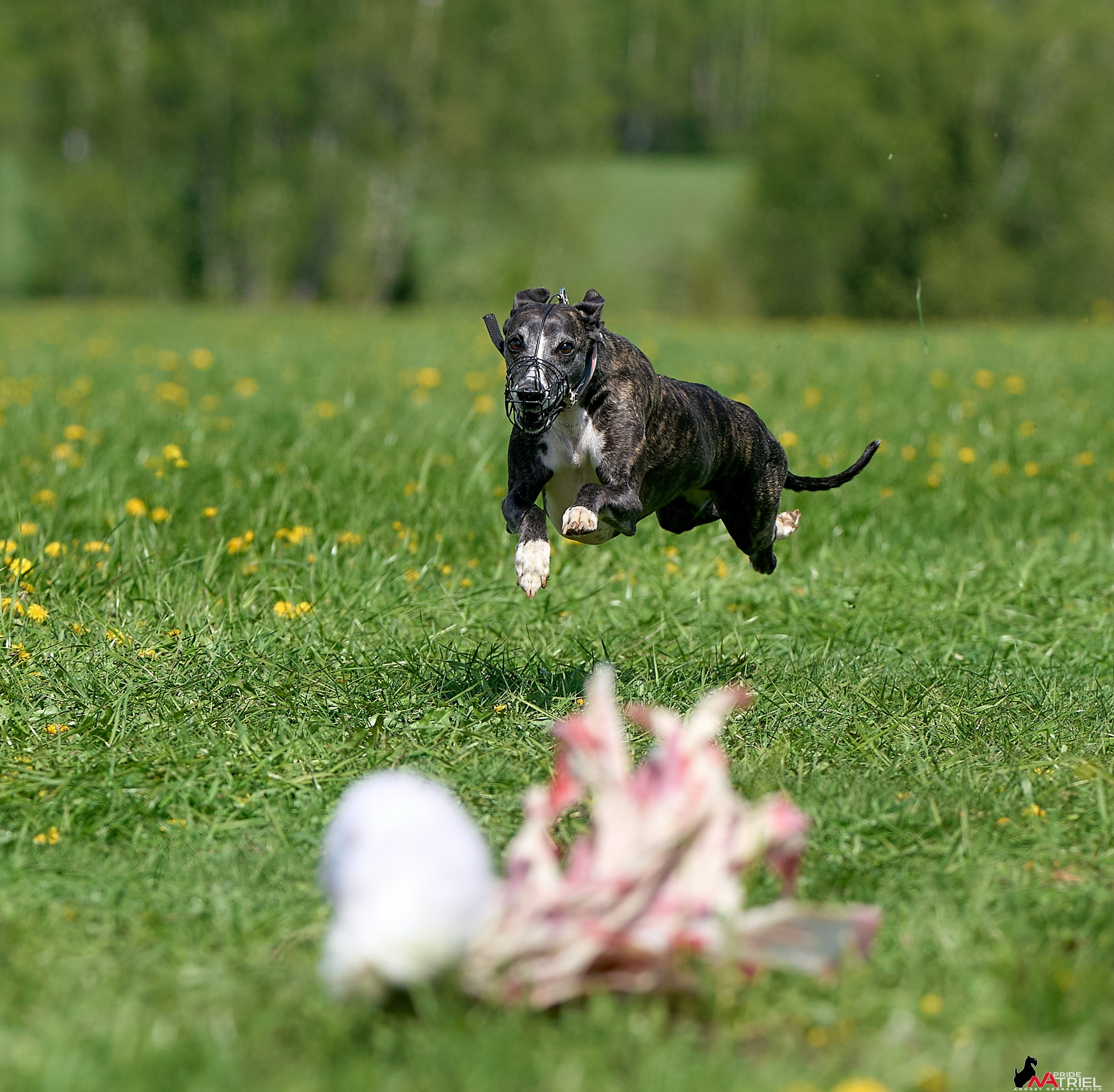 Съемка курсинг — галерея NATRIEL