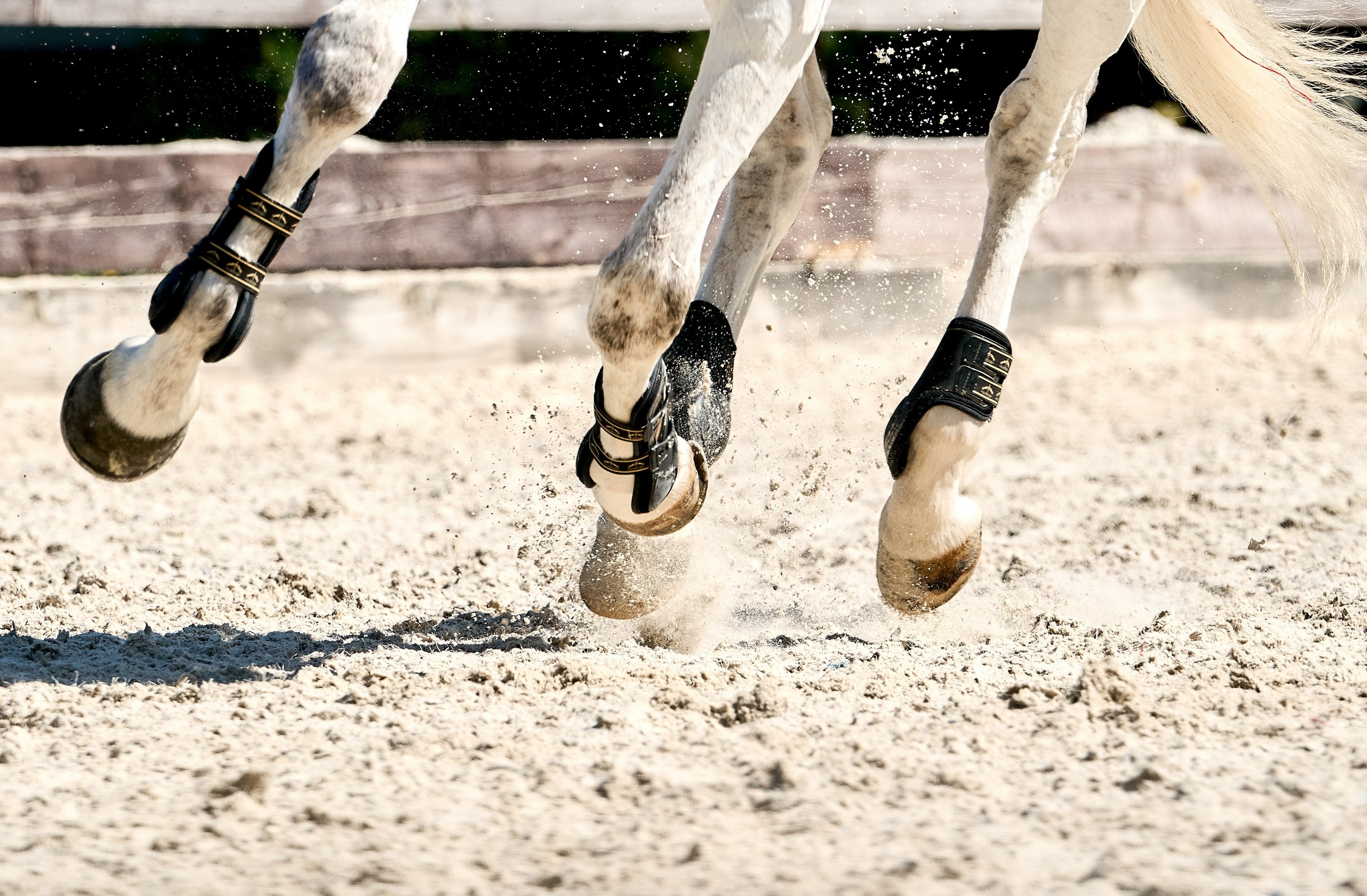 Соревнования на лошадях — галерея NATRIEL