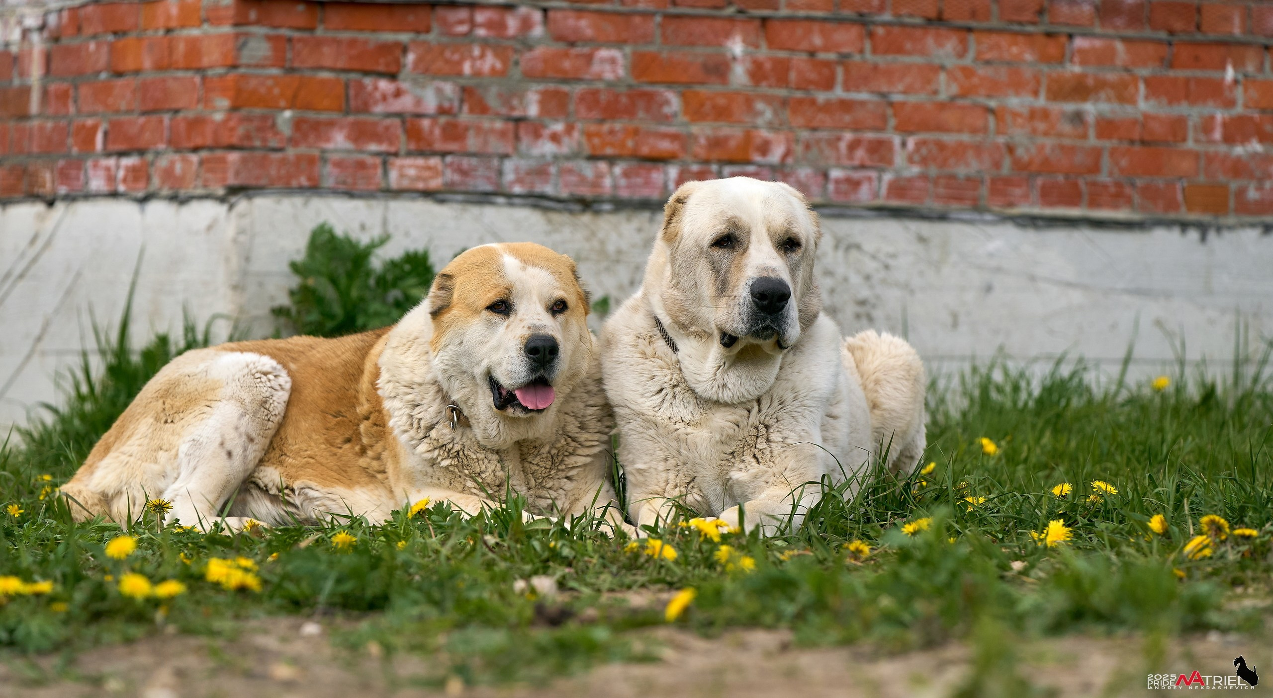 Съемка в питомнике