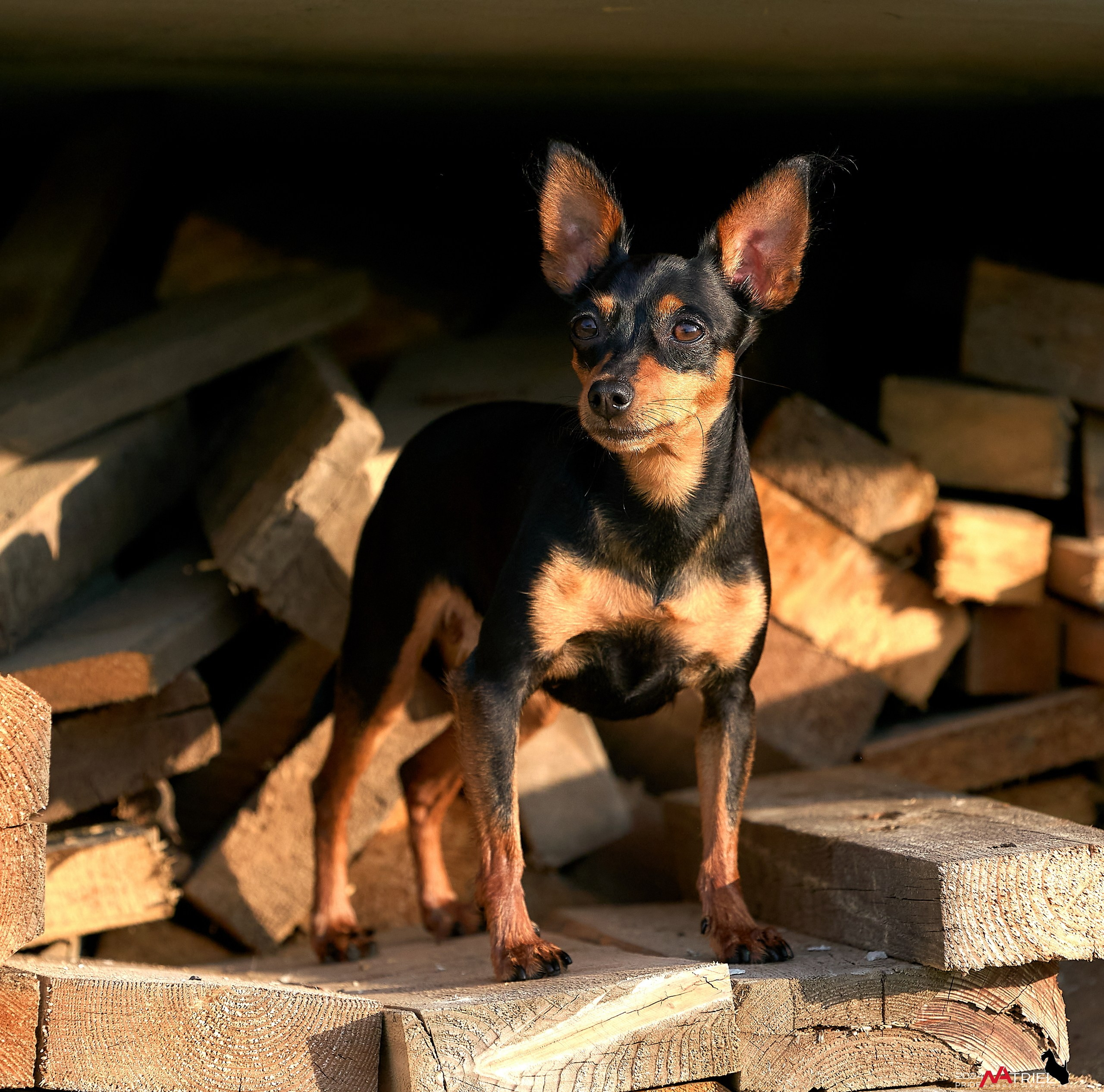 Фотопрогулка с крысариками