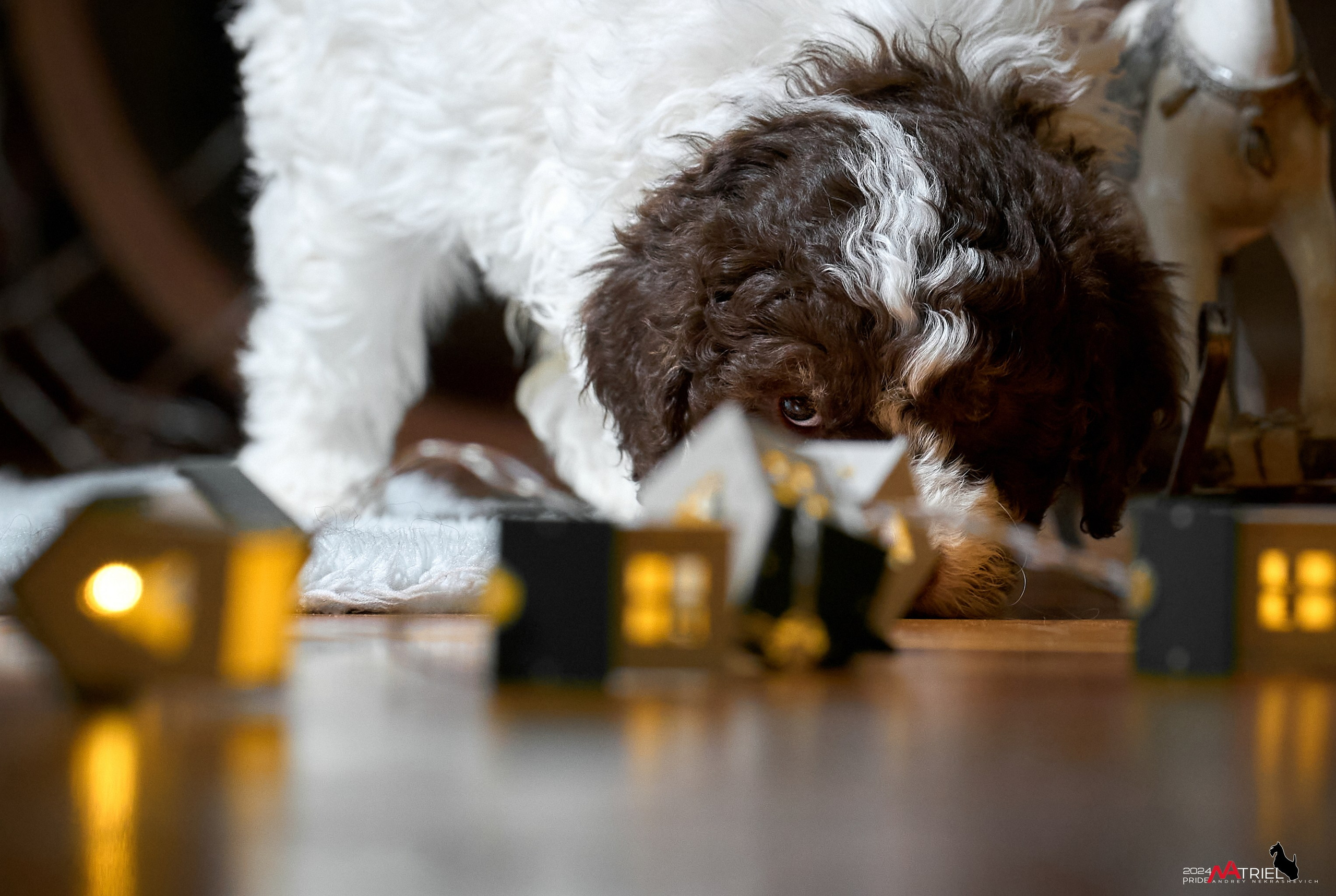 Съемка щенков лаготто дома с мобильным светом