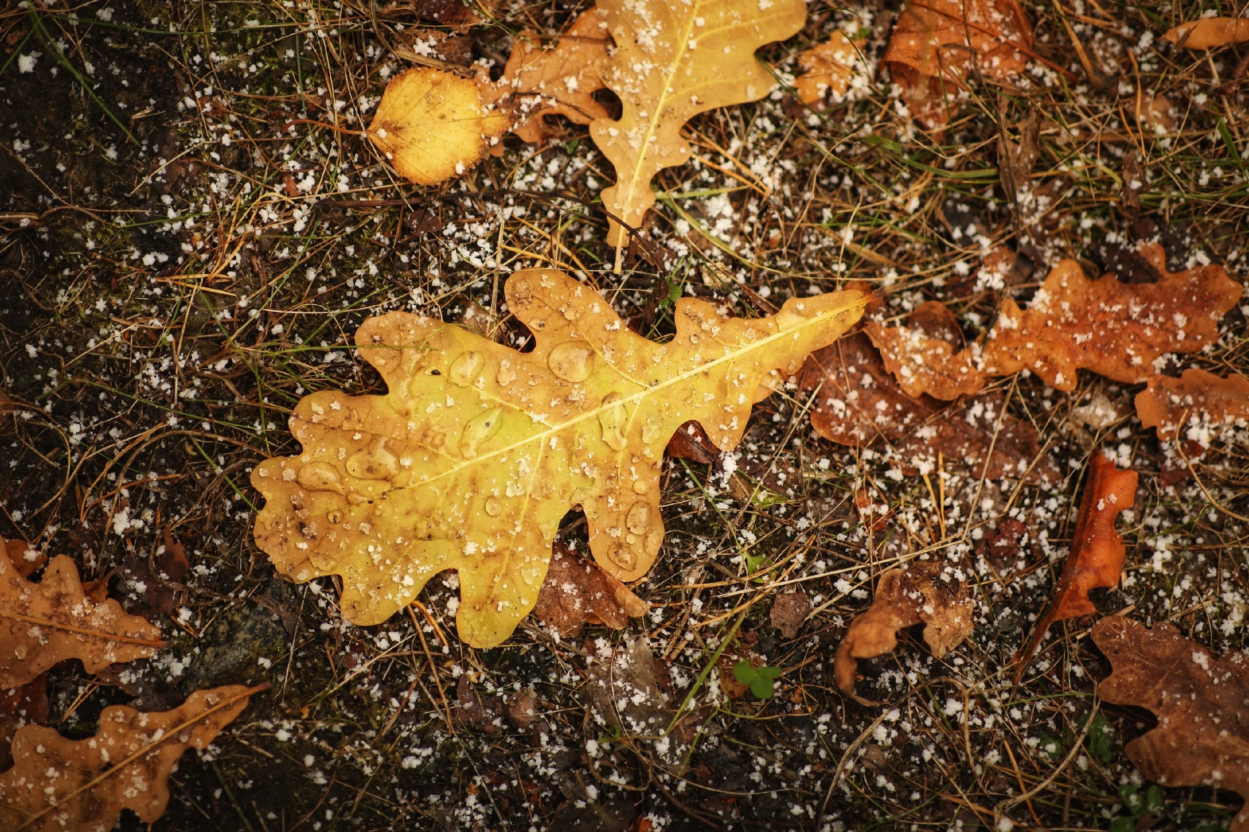 Осень. Фотограф в г. Сургуте Марина Киприна