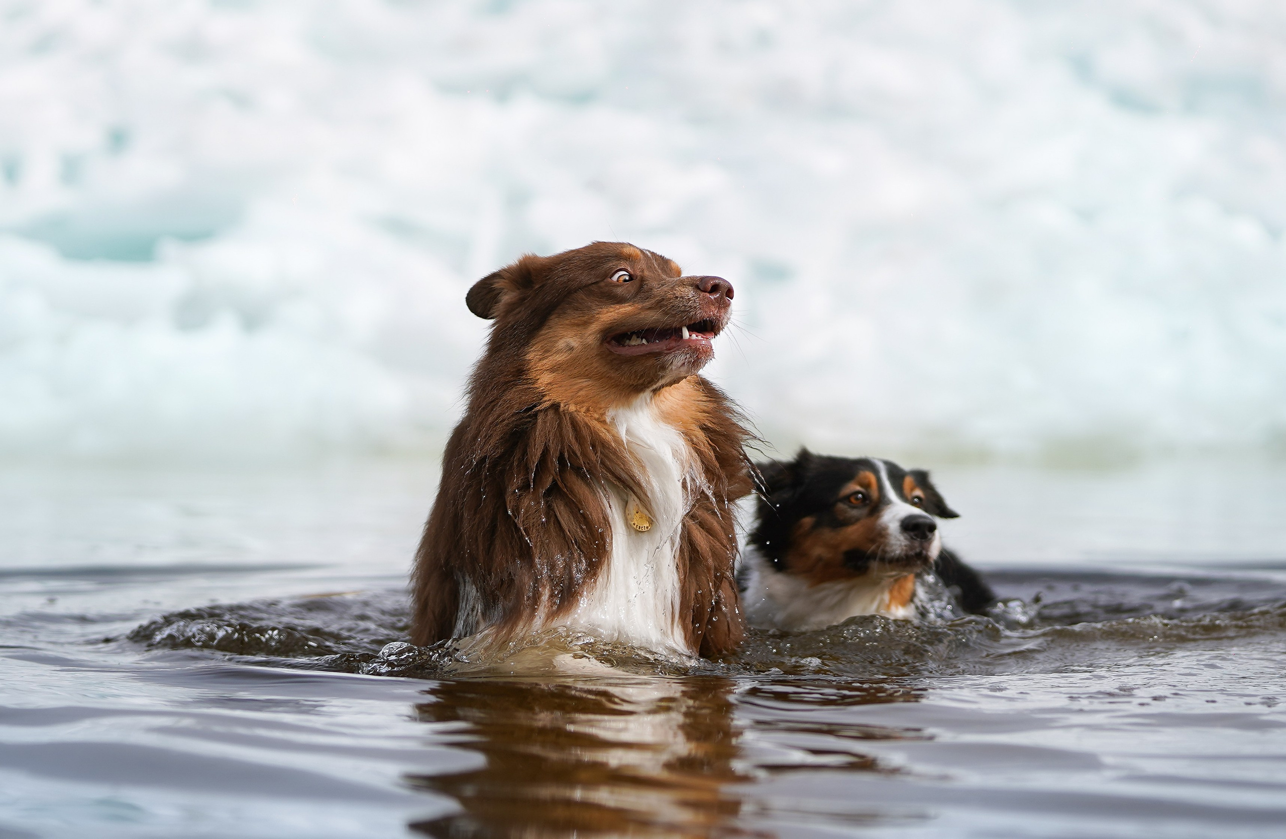 Аусси на Ладоге. Фотограф-анималист в Санкт-Петербурге Яна Мартынова