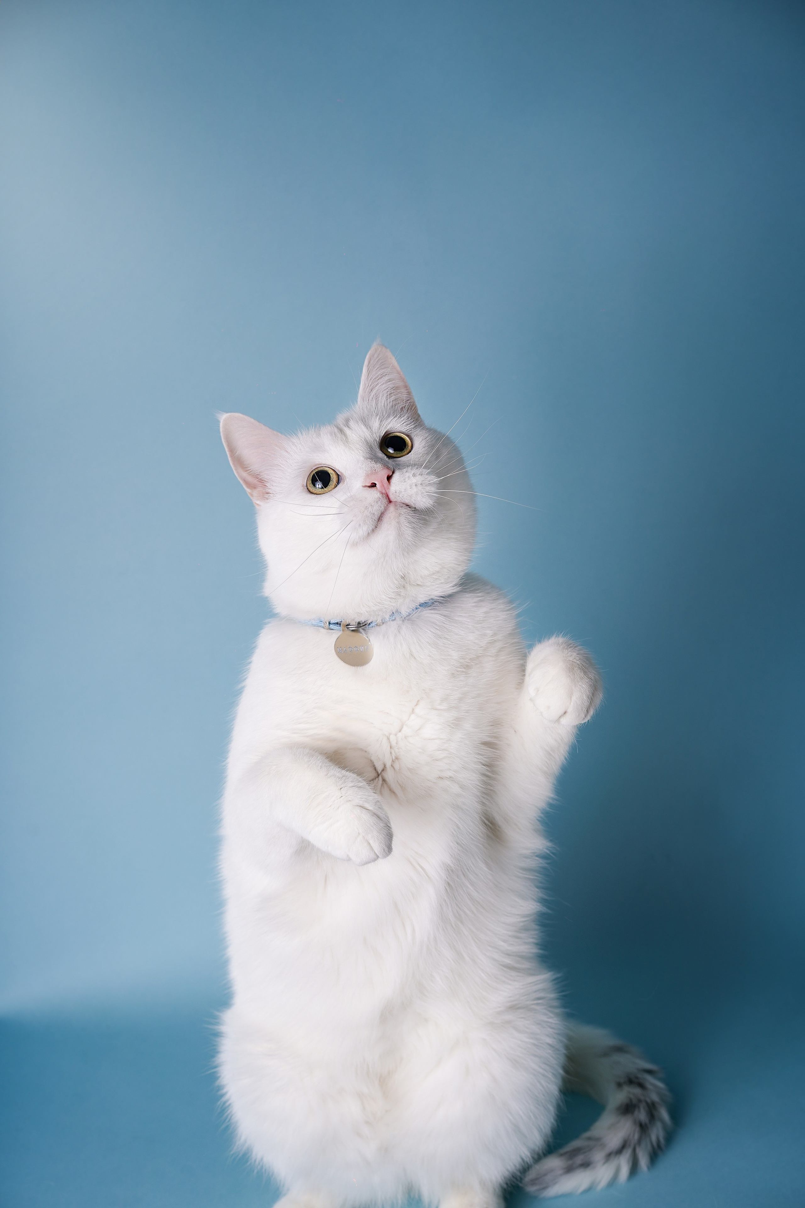 Маффин и Сэм. Фотограф-анималист в Санкт-Петербурге Яна Мартынова