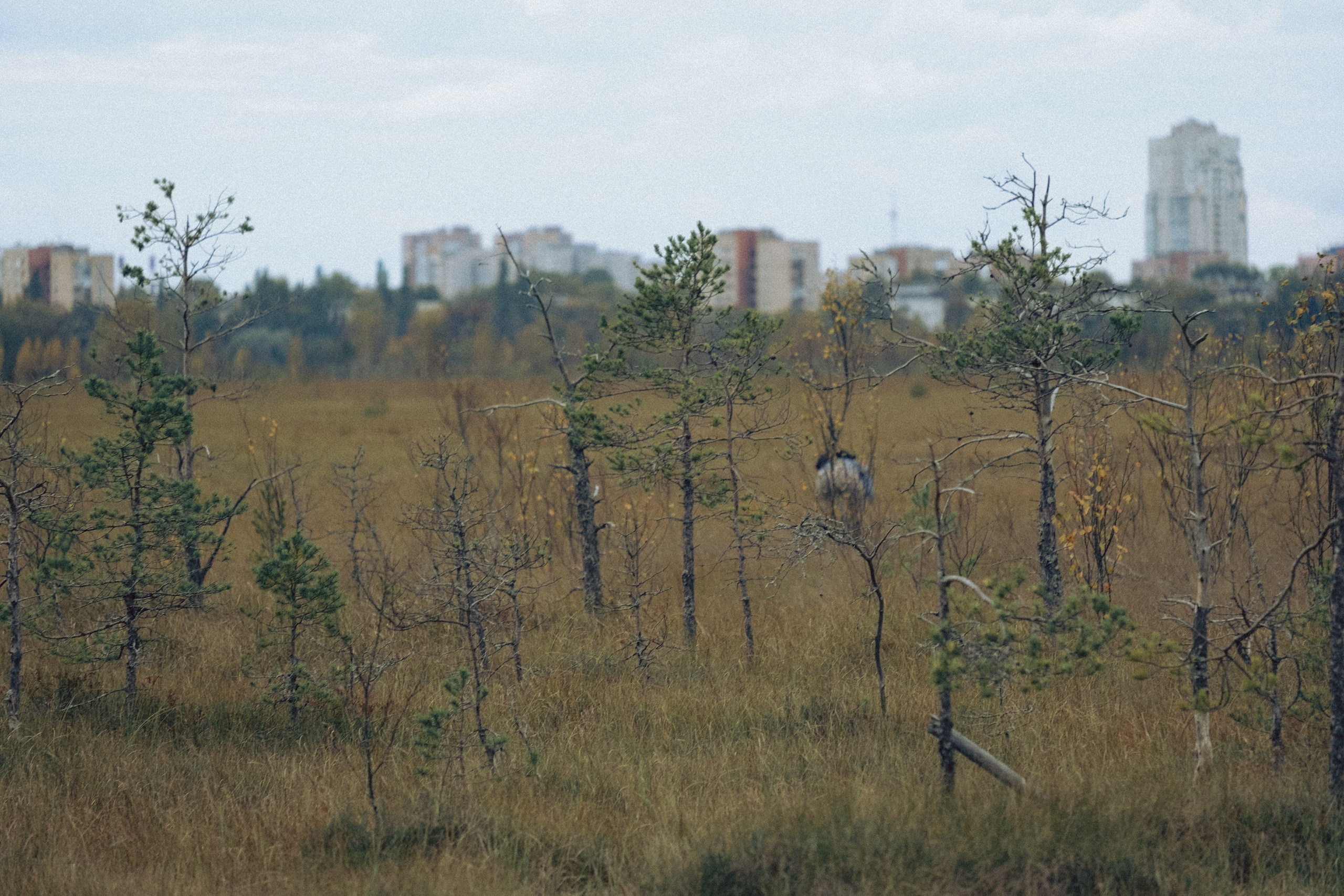 Осеняя прогулка. Профессиональный фотограф, Санкт-Петербург — Виктория Богомолова
