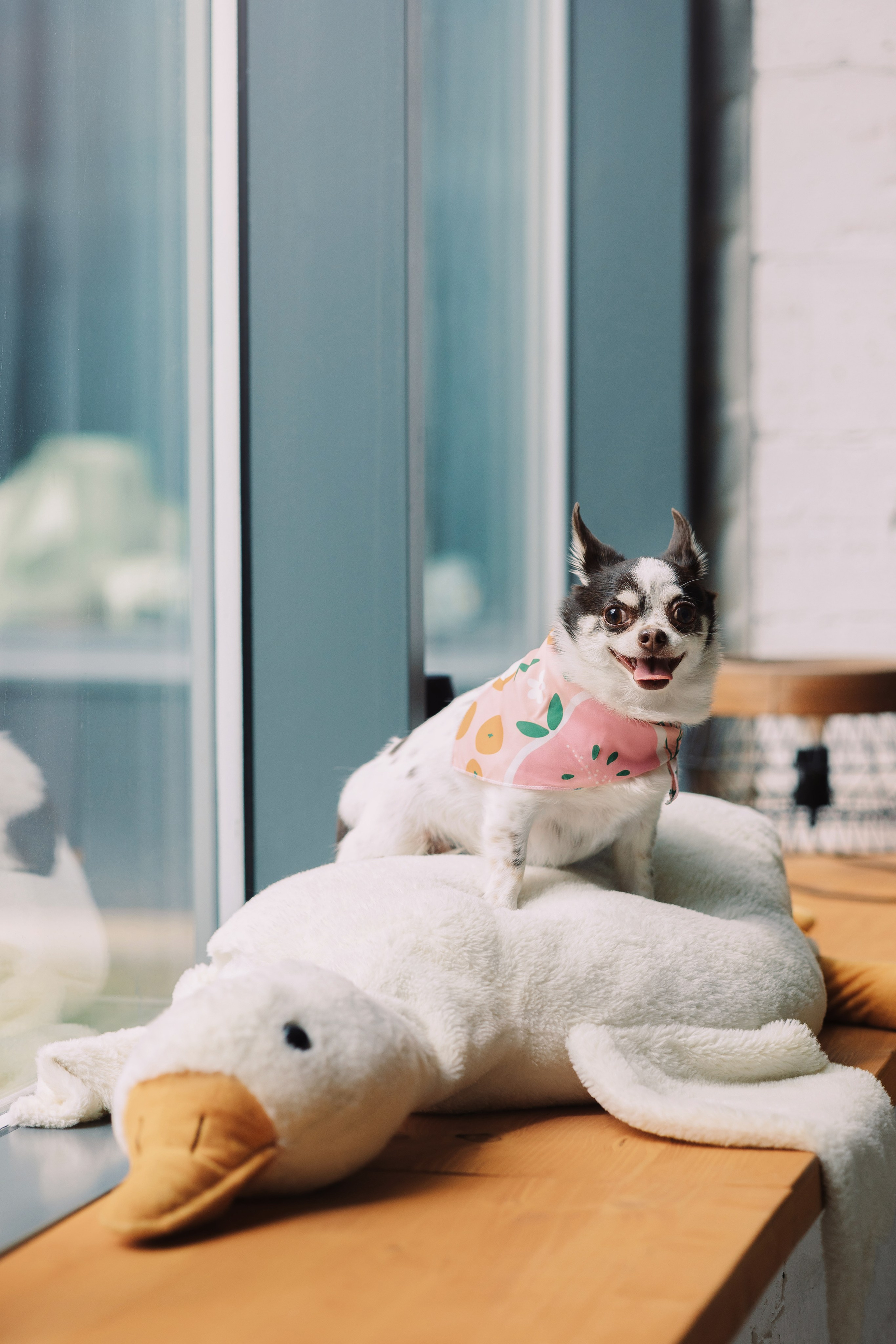 Магазин Friend of mine. Фотограф-анималист Елена Радченко, Москва