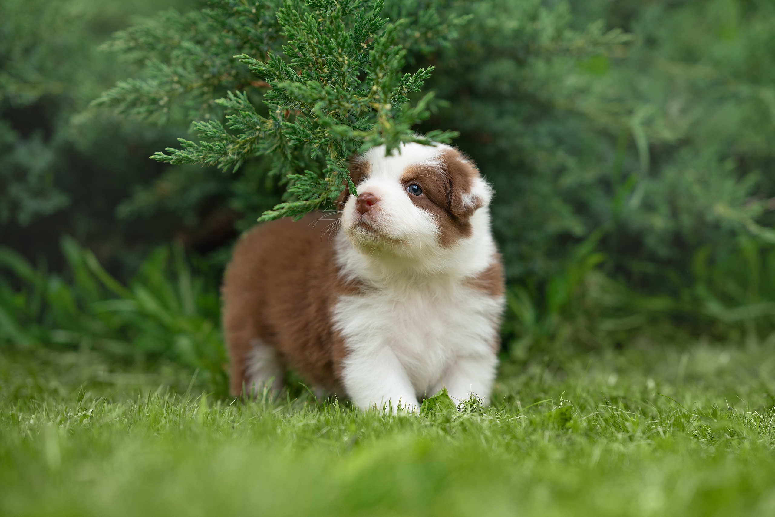 Заводчик Елизавета Степанова. Творческий фотограф Вологда