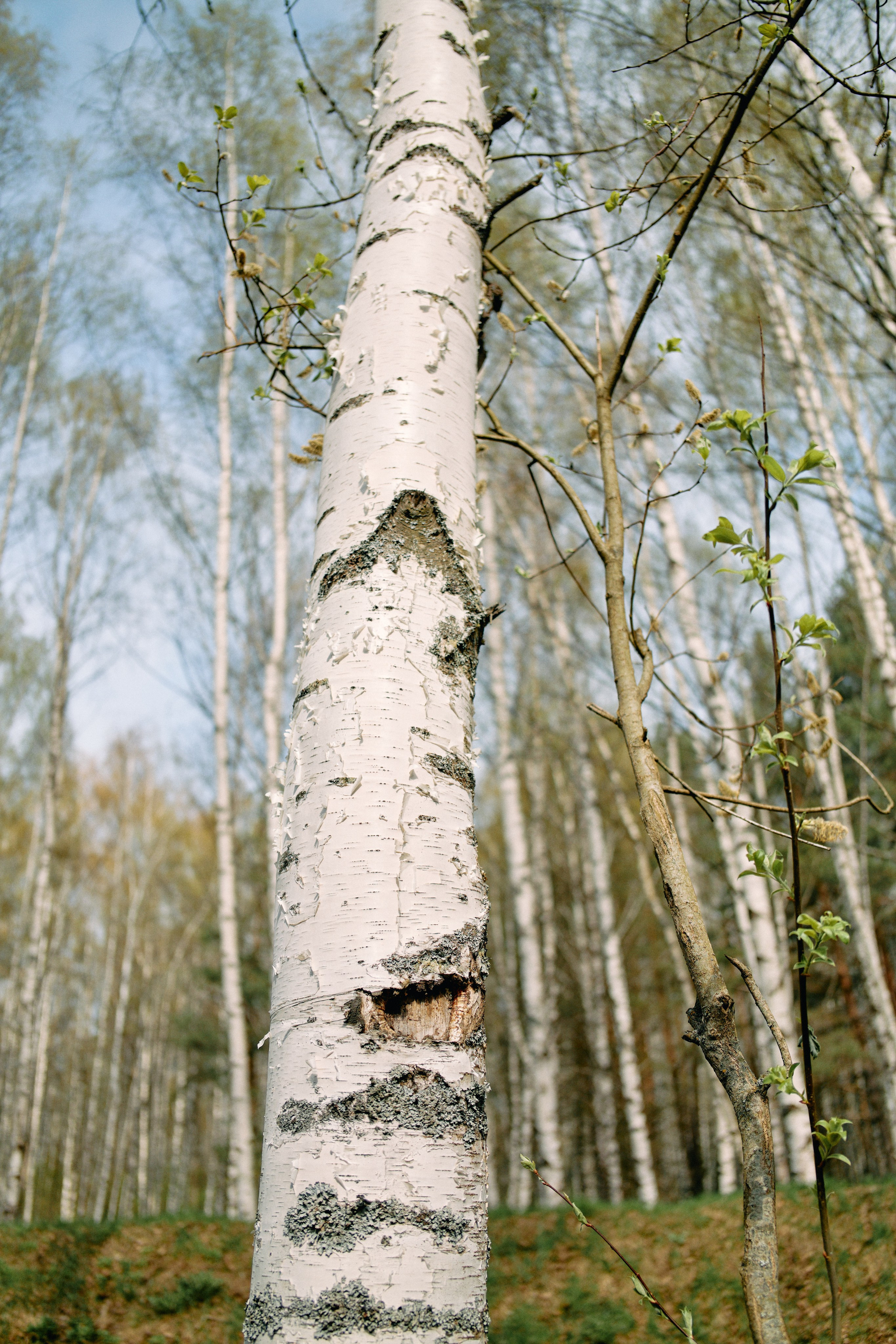 Бутик-отель Поле летом. Профессиональный Фотограф во Владимире, в Москве и в Суздале — Полина Романычева